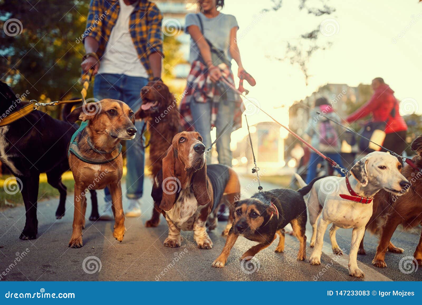 Group of Dogs in the Park Walking with Dog Walker Stock Image Image