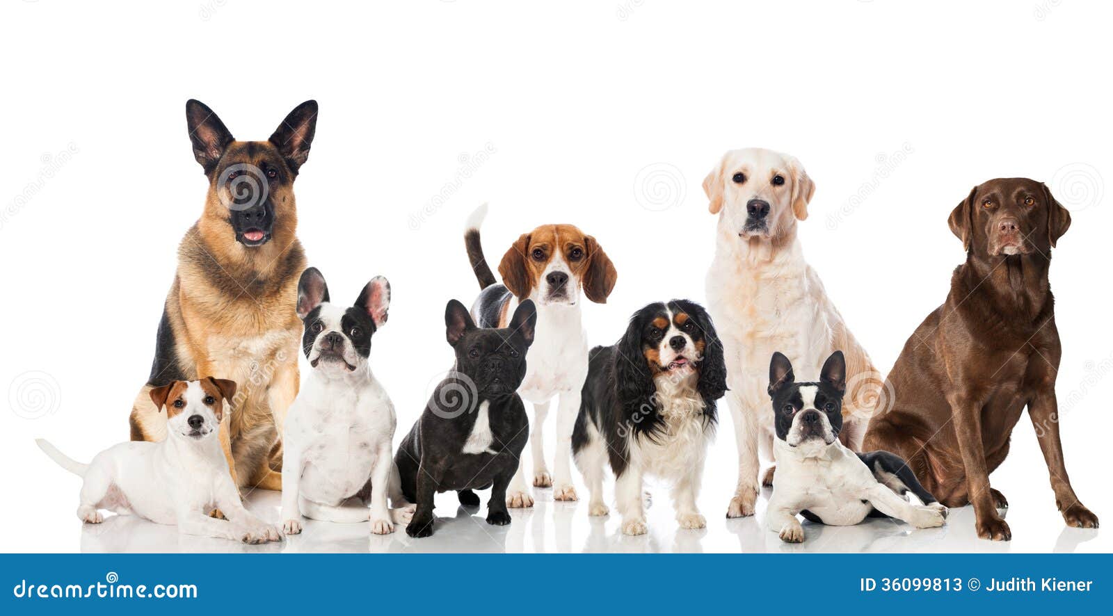 Group of dogs stock image. Image of large, bulldog, friendship 36099813