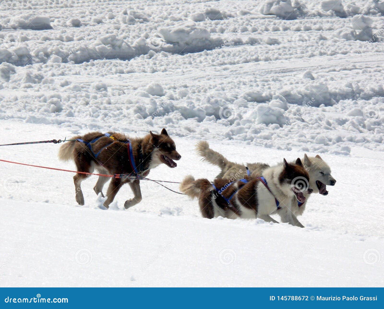 Sled dogs in the snow stock photo. Image of sport, dogs 145788672