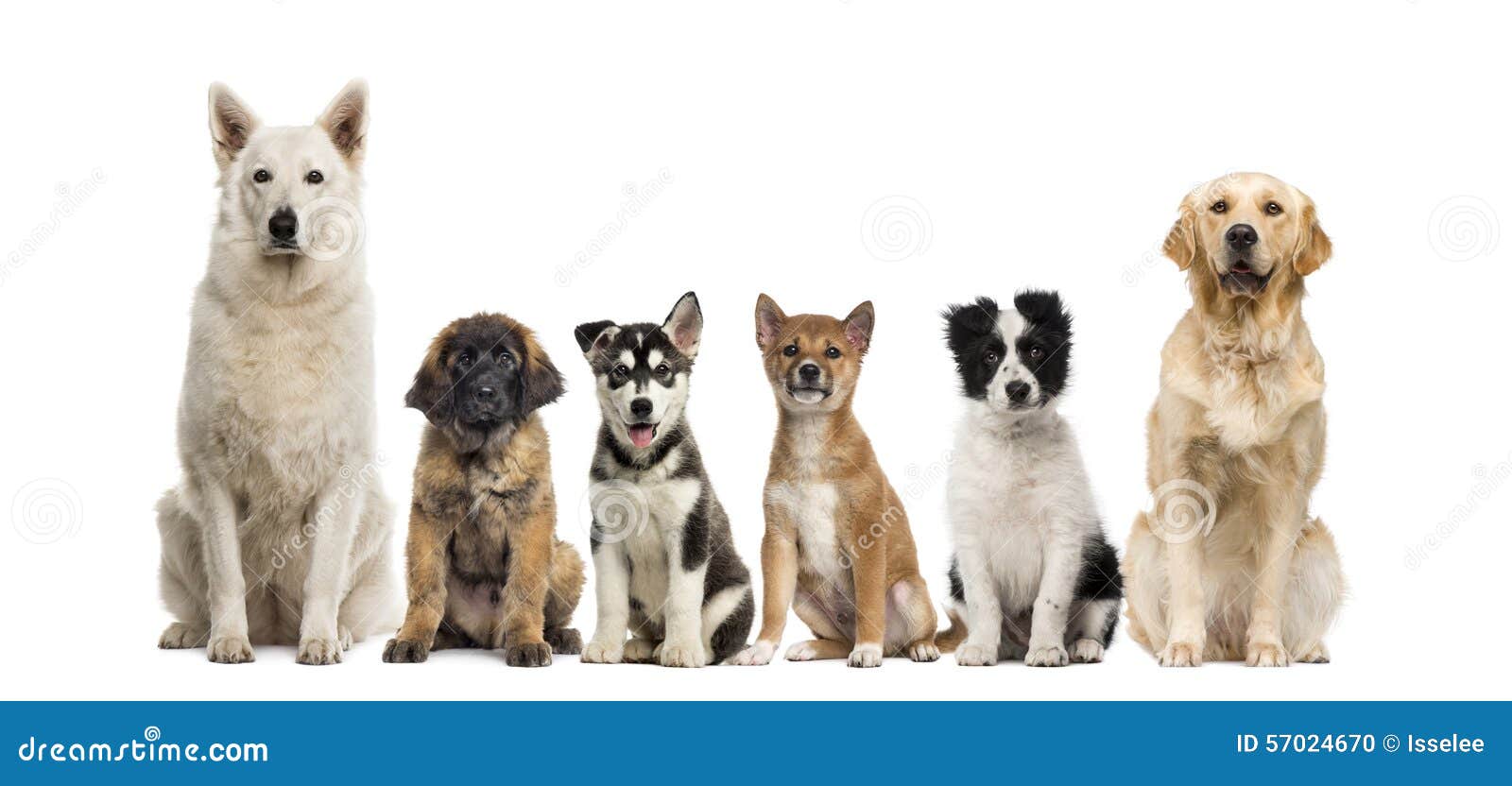 Group of dogs sitting stock photo. Image of husky, mammal 57024670