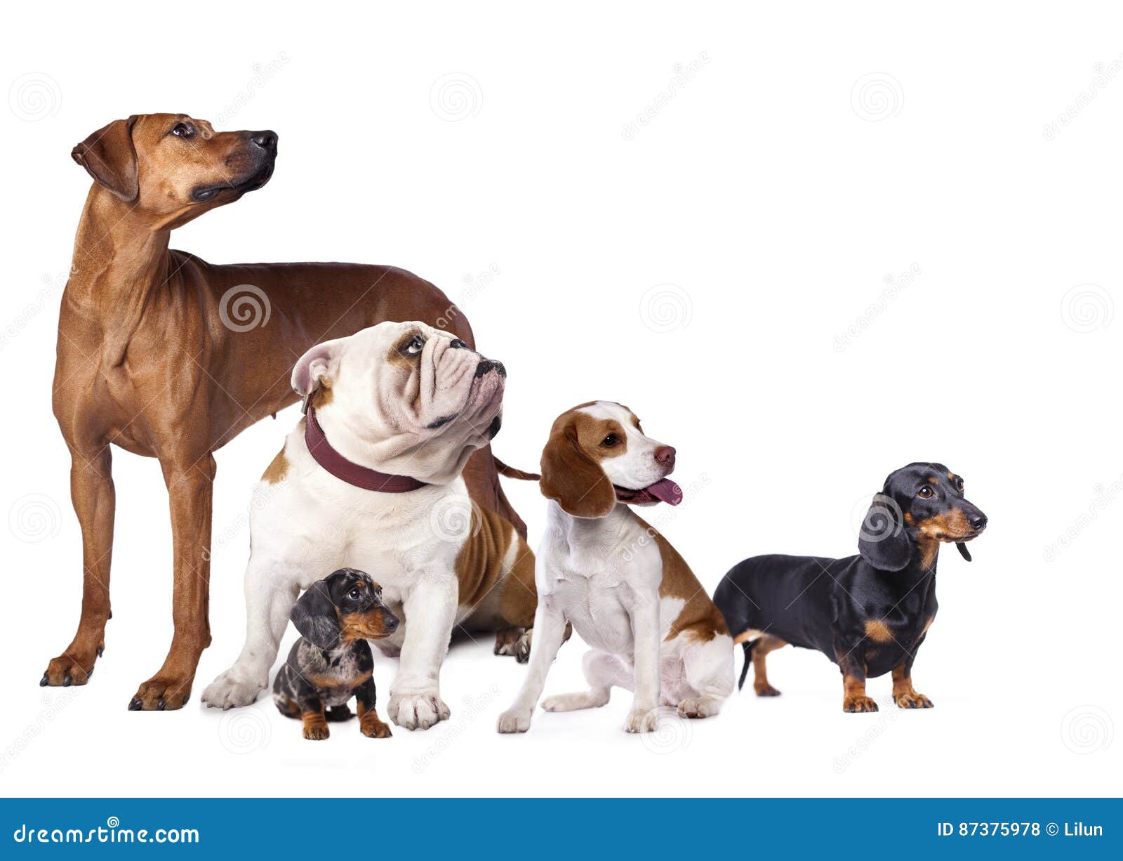 Group of dogs stock photo. Image of horizontal, length 87375978