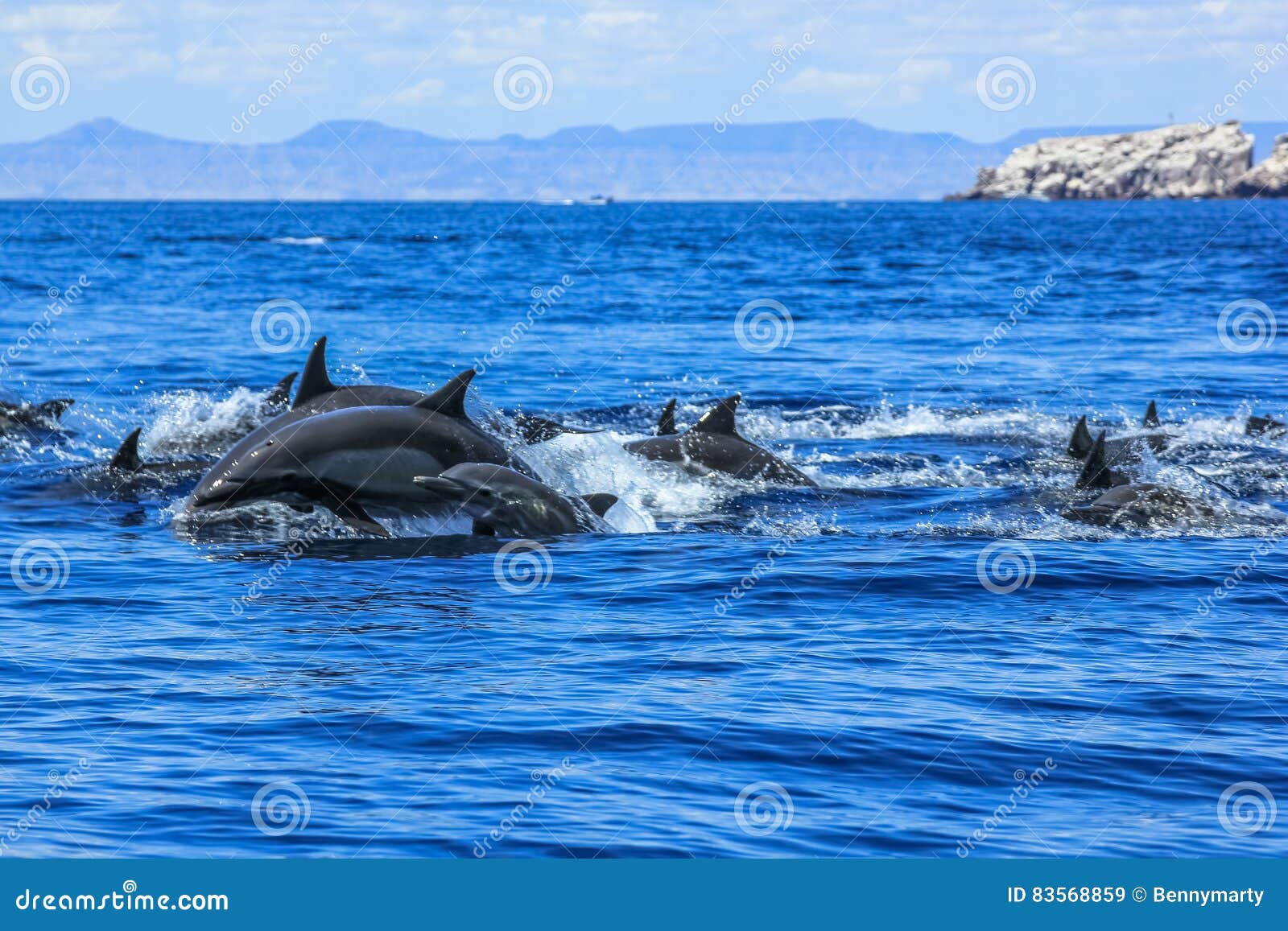 group of dolphins jumping