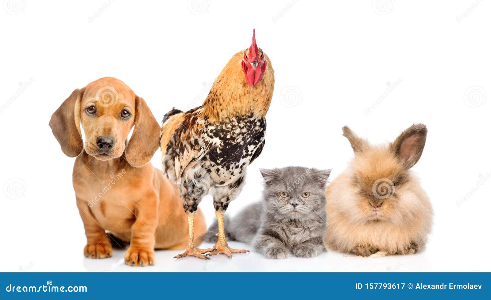 Group of Domestic Animals and Bird. on White Background Stock ...