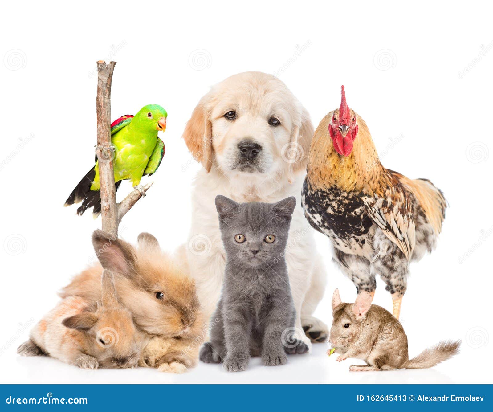 Group Of Domestic Animals Isolated On White Background Stock Image