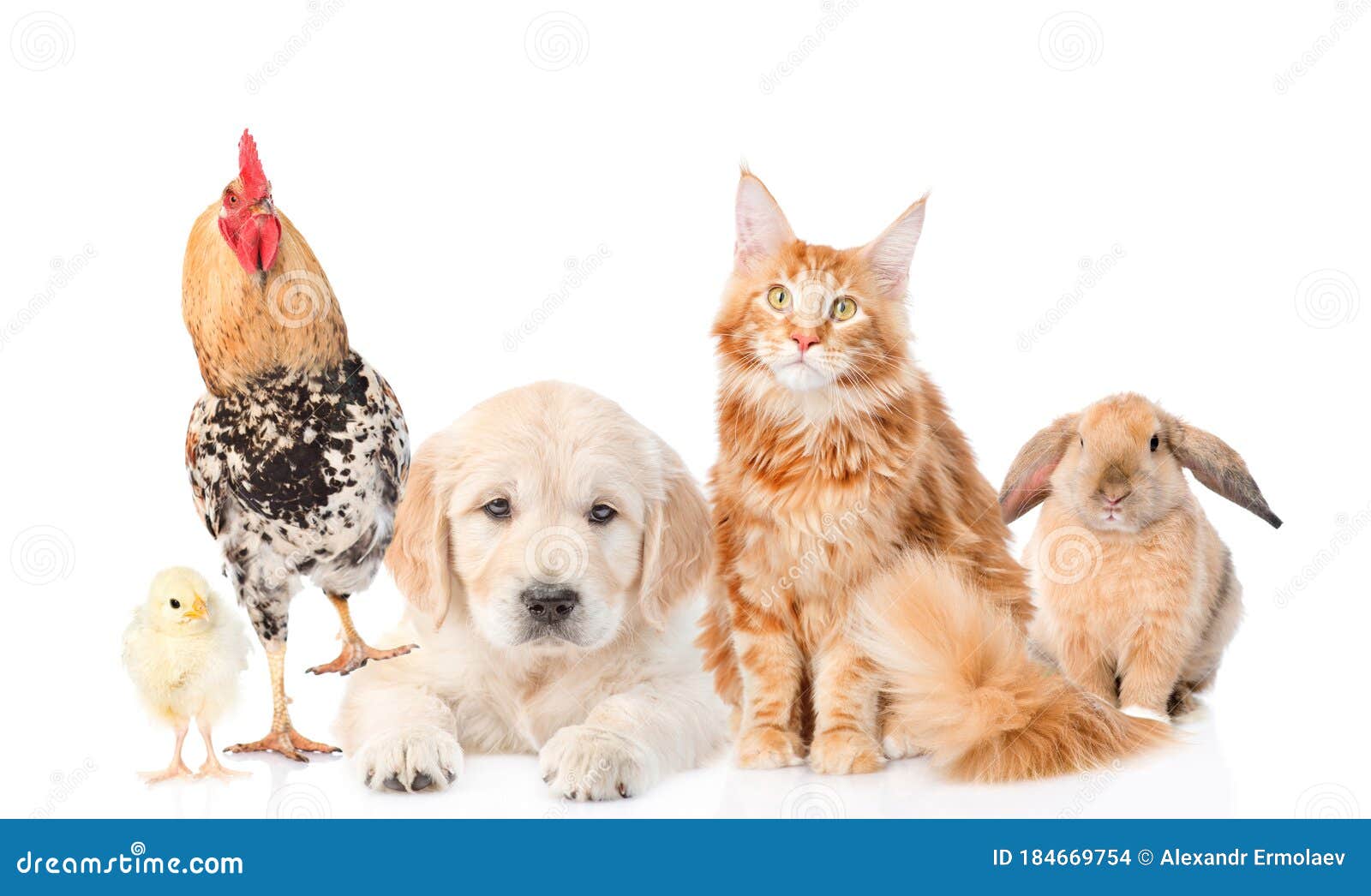 group of domestic animals.  on white background