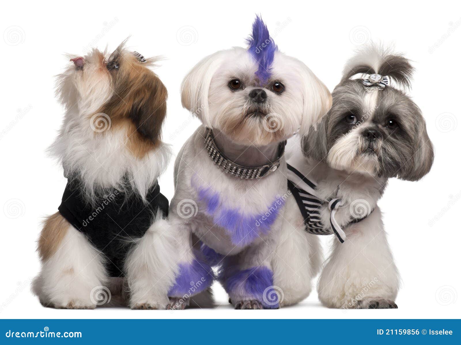 group of dressed and groomed shih-tzu's