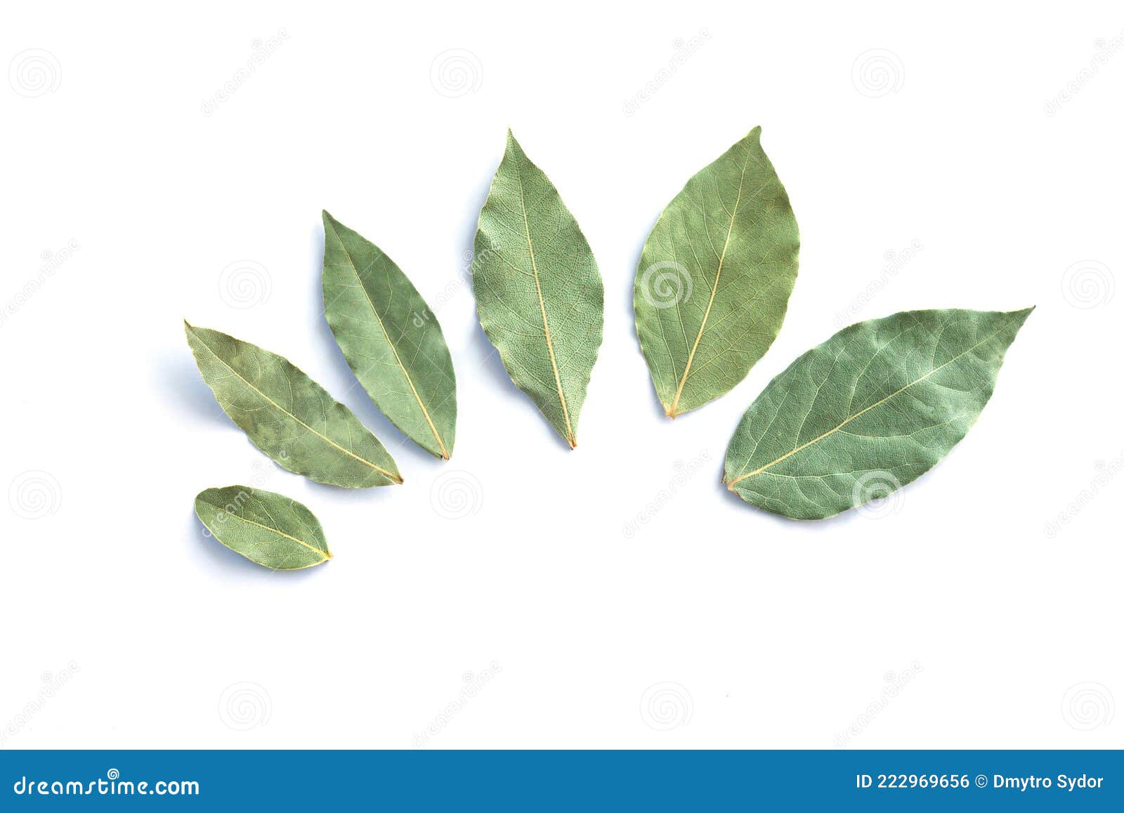 Group of Dried Bay Leaves or Laurel Isolated on White Stock Photo