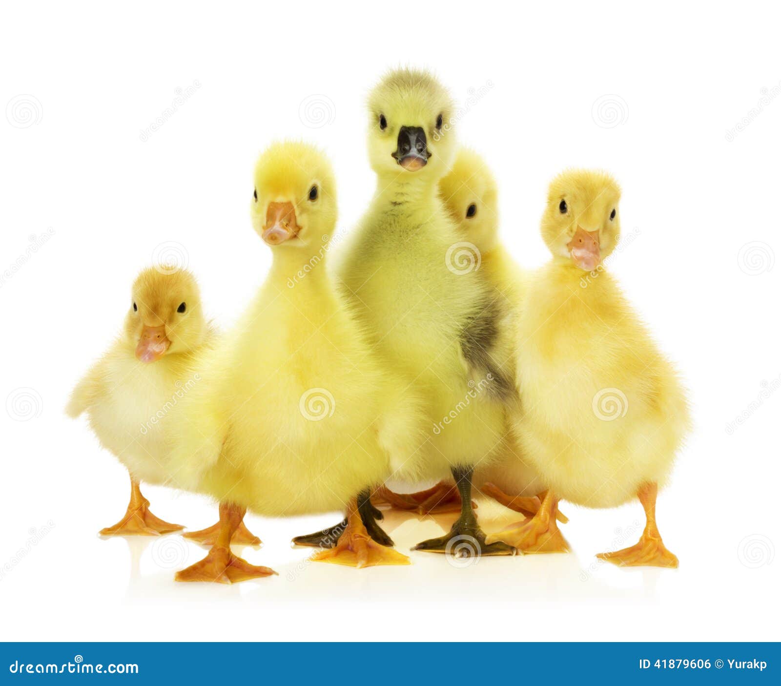 Group of Ducklings on the White Background Stock Photo Image of group