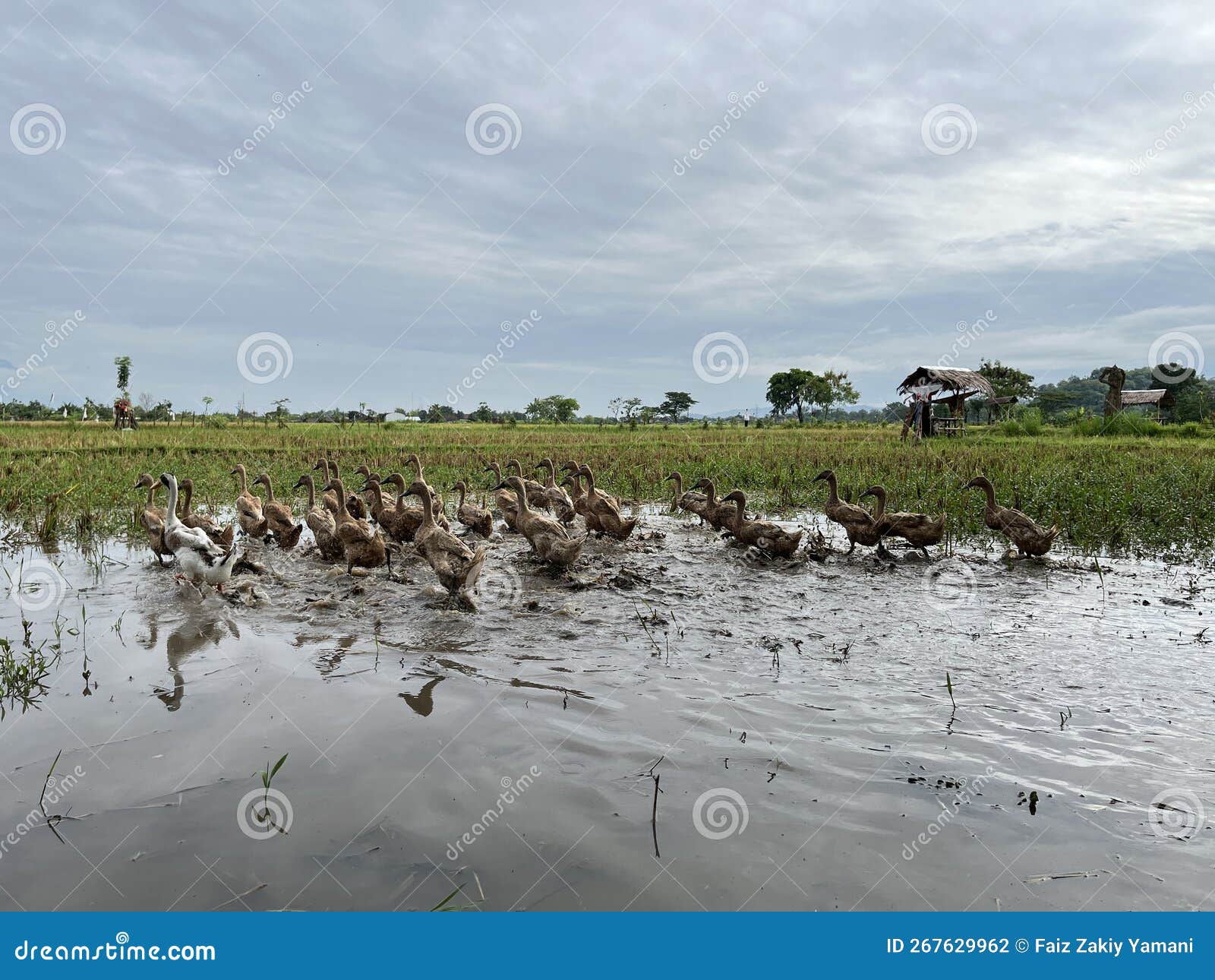 Group of Ducks in the Wet Rice Field. Stock Photo Image of farming, natural 267629962