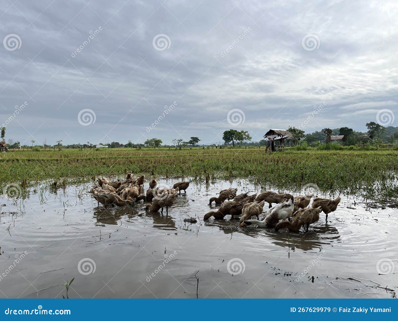 Group of Ducks in the Wet Rice Field. Stock Image Image of grass, natural 267629979