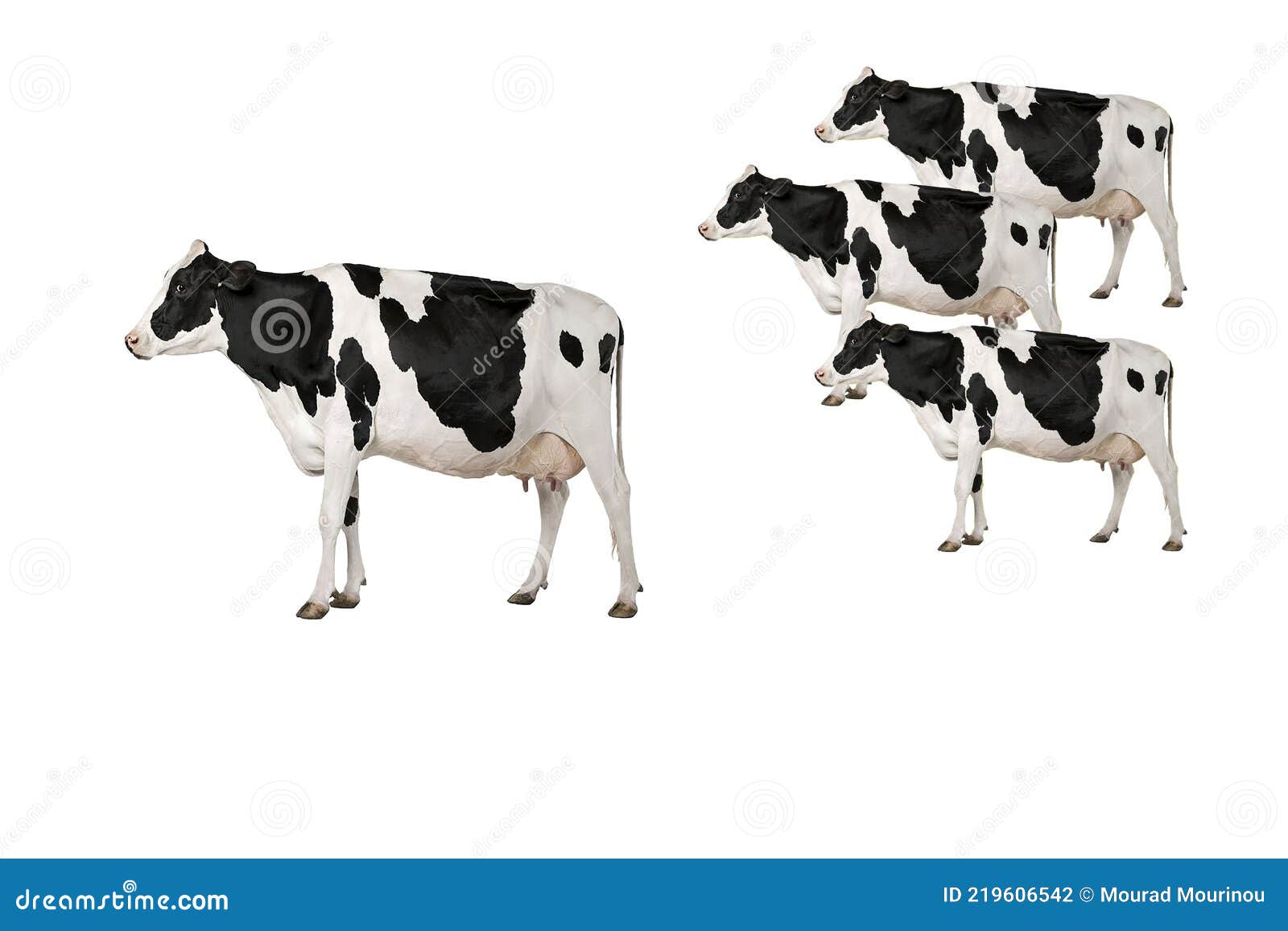 A Group of Dutch Dairy Cows Stock Photo Image of pasture, spring