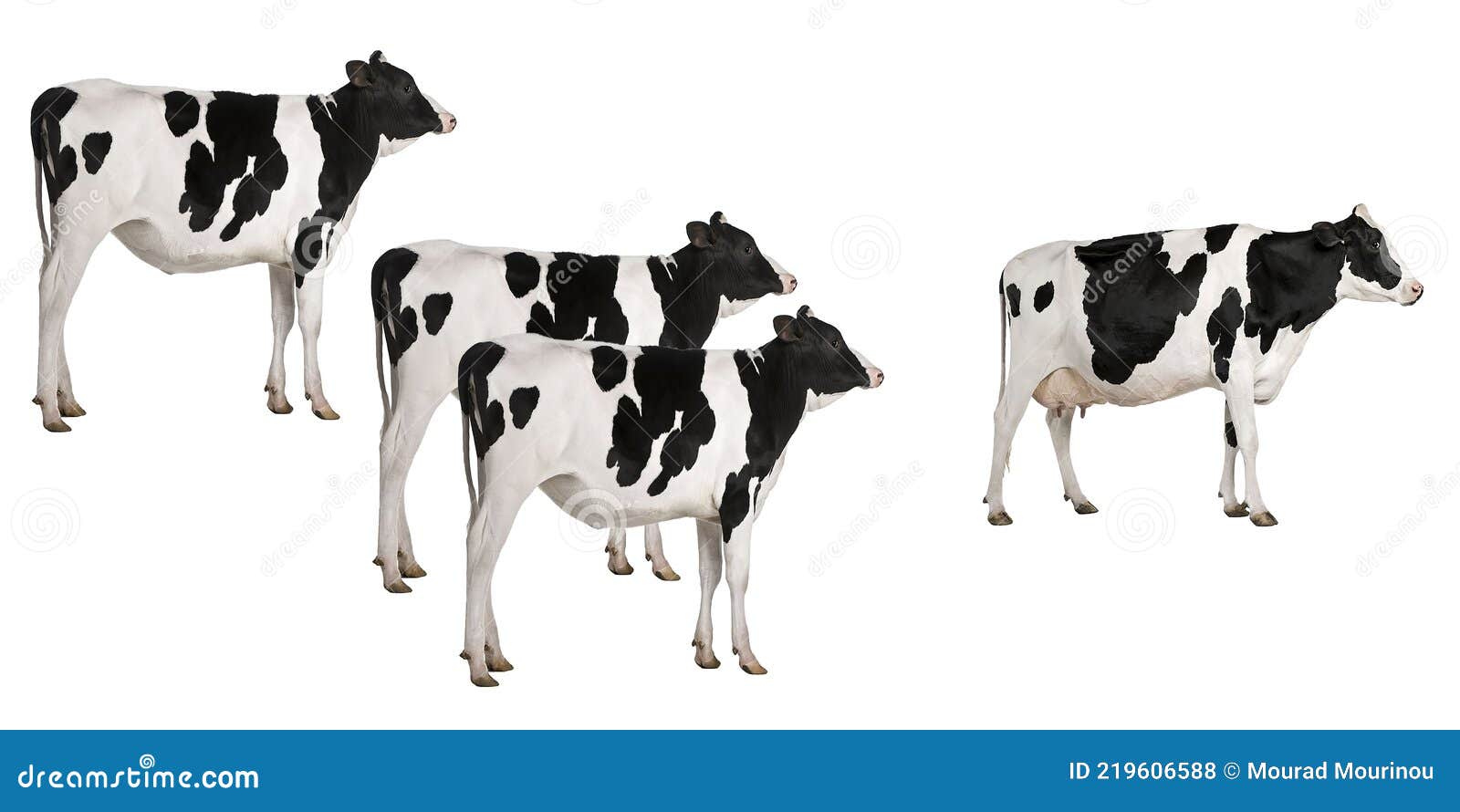 A Group of Dutch Dairy Cows Stock Photo Image of spring, netherlands