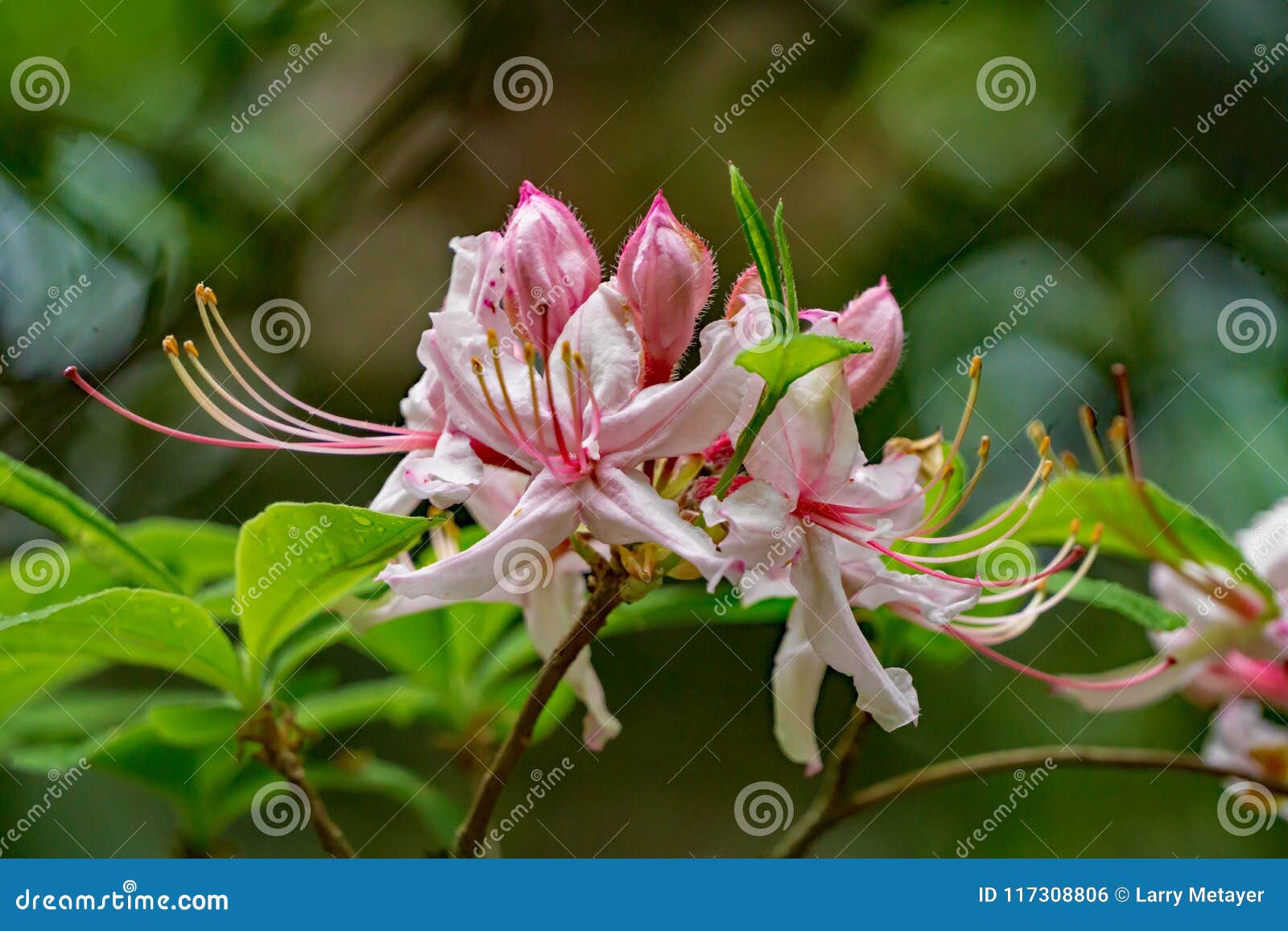 close-up of a group of early azalea flowers Ã¢â¬â rhododendron prinophyllum