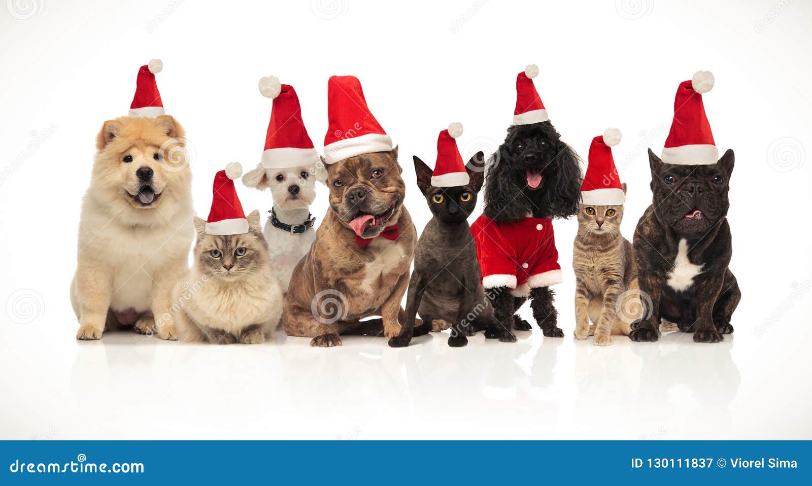 group of eight adorable santa cats and dogs with costumes