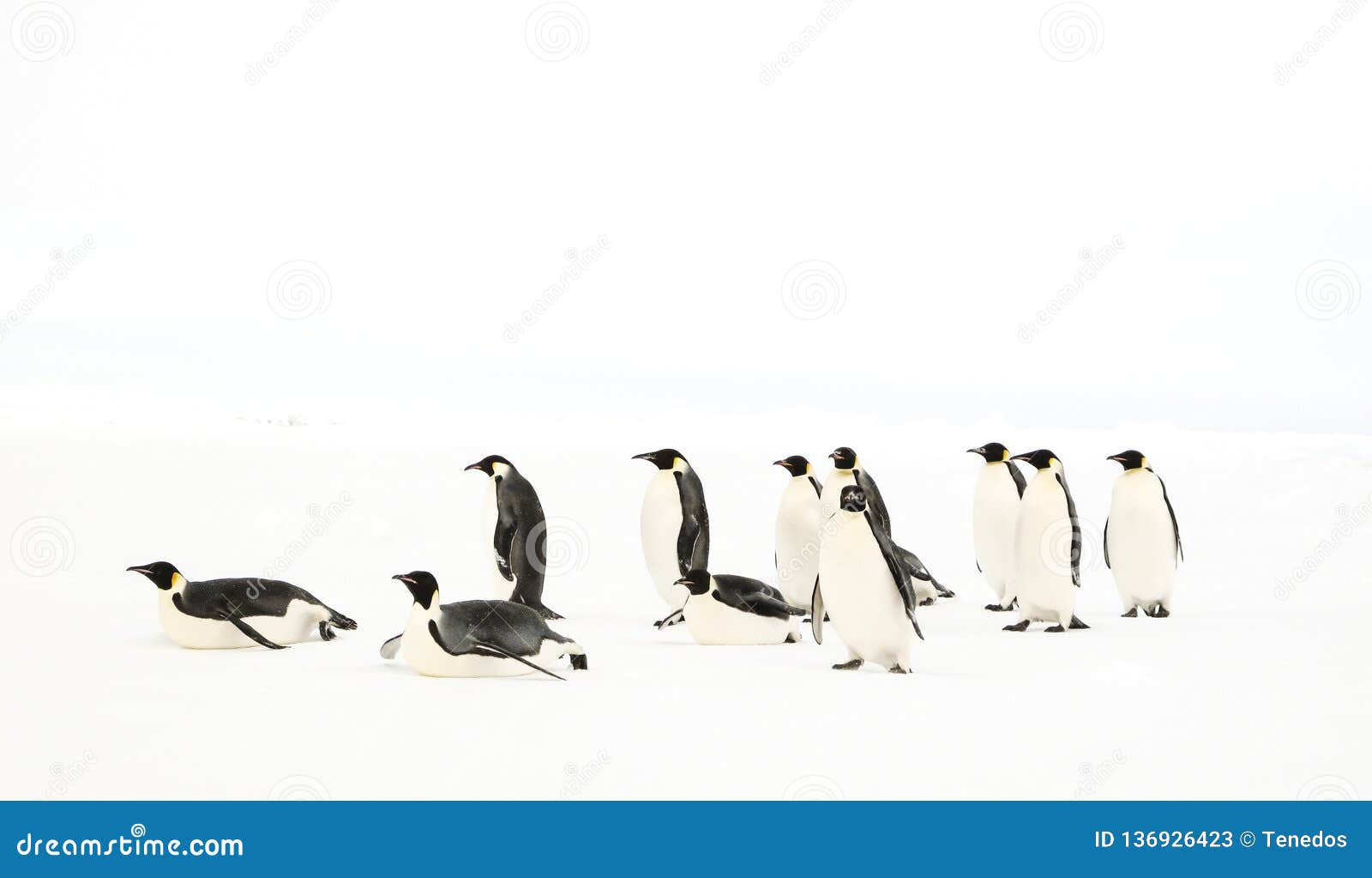 A Group of Emperor Penguins Stock Image Image of sliding, animals