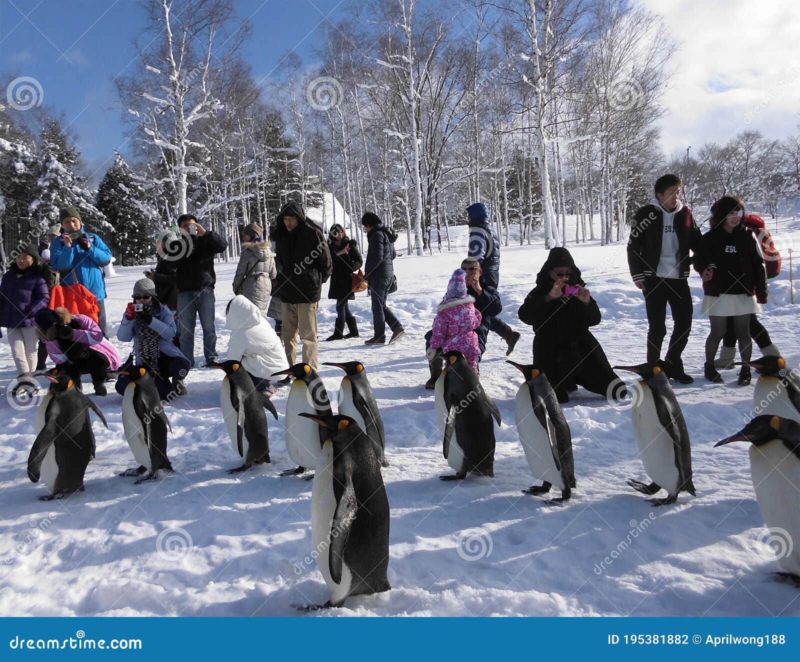 Group of Emperor Penguins Show in Zoo Editorial Photography Image of