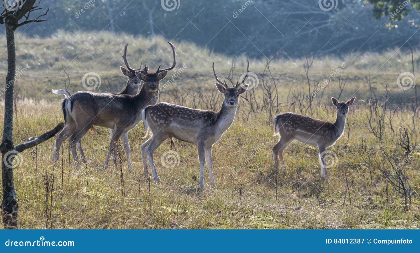 group of fallow deer