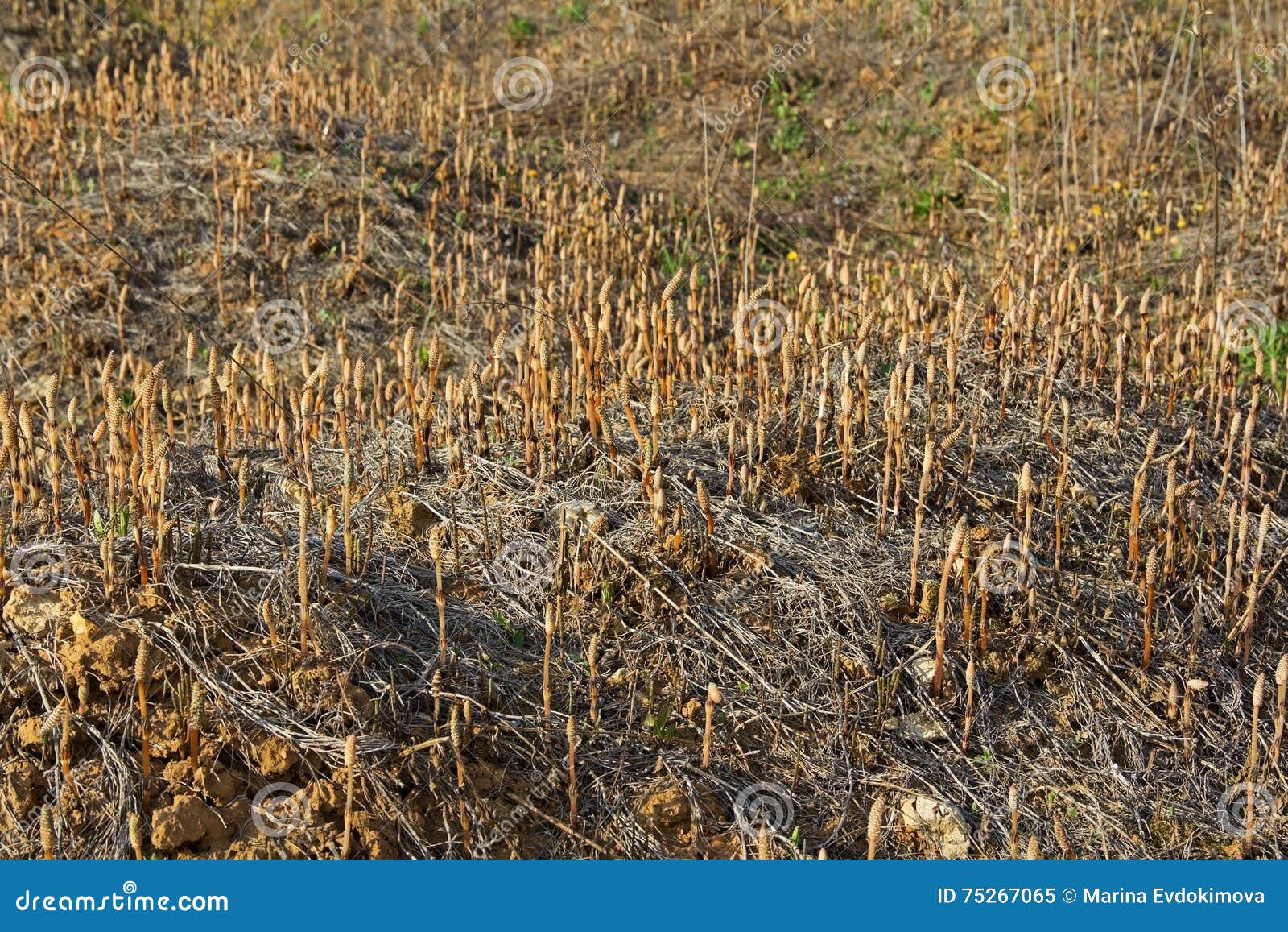 Group Field Horsetail Plant in Early Spring. Stock Image Image of