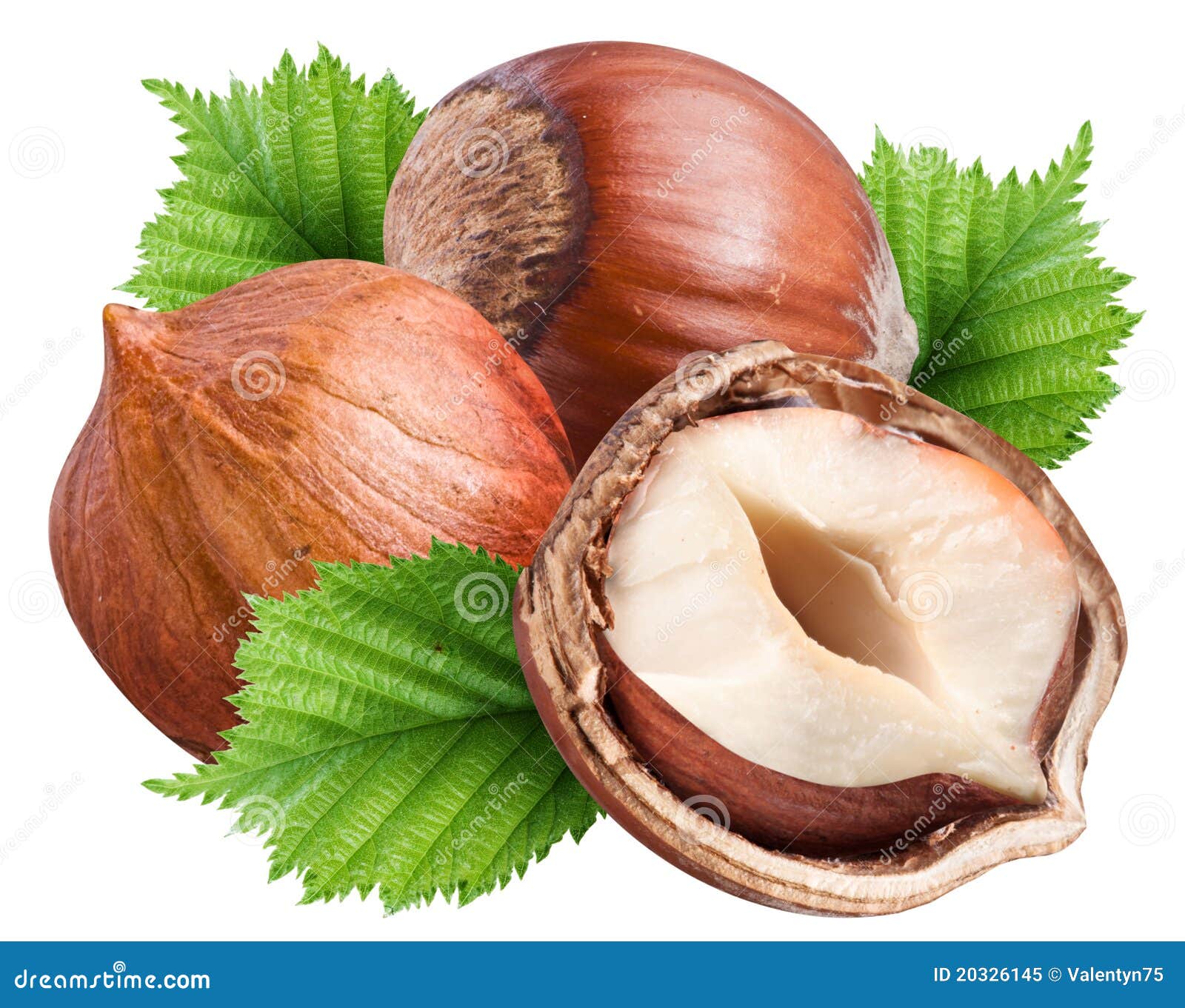 Group of Filberts with Leaves. Stock Image Image of hazel, green