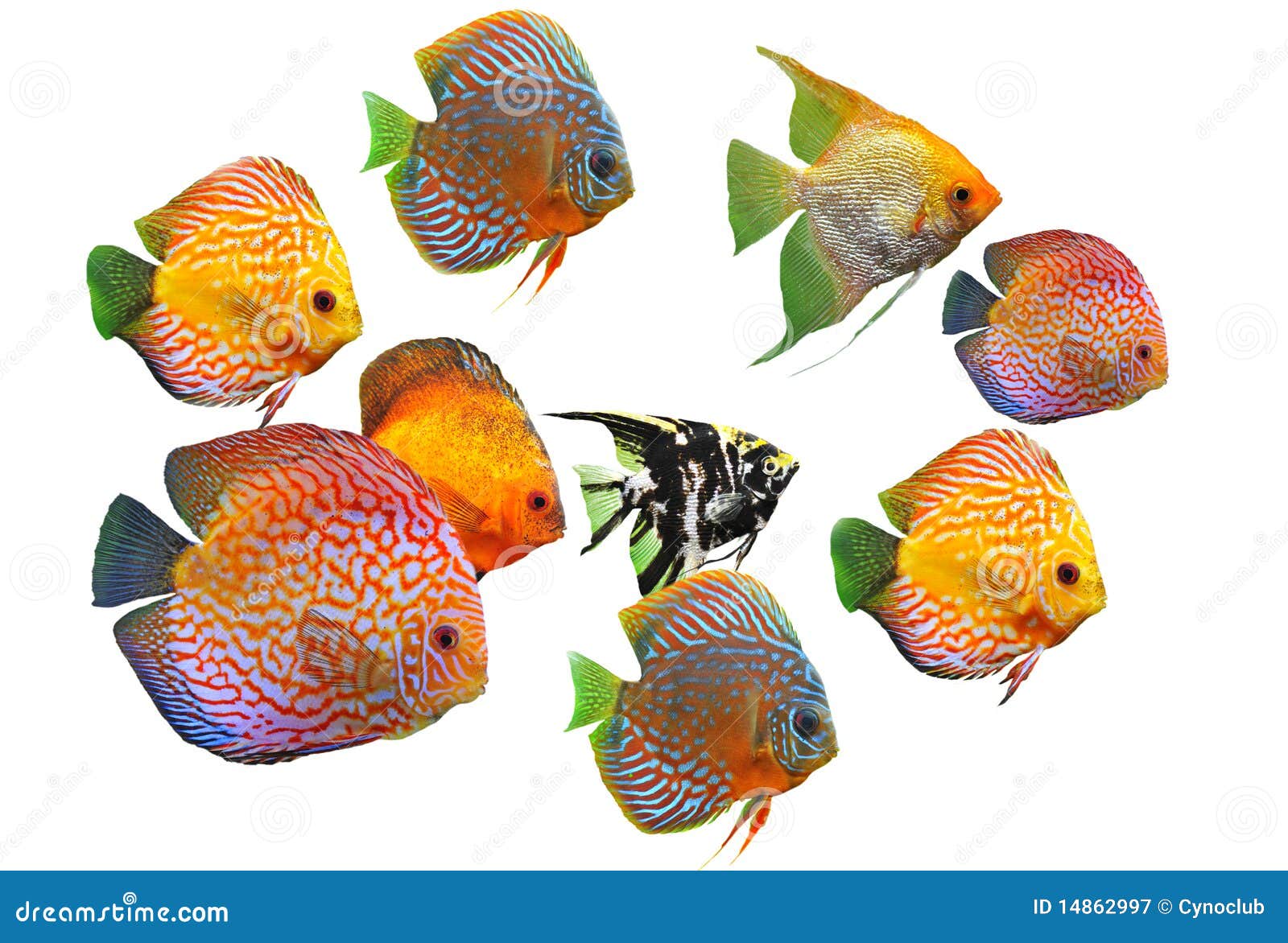 Group of fishes stock image. Image of fishes, glass, pterophyllum