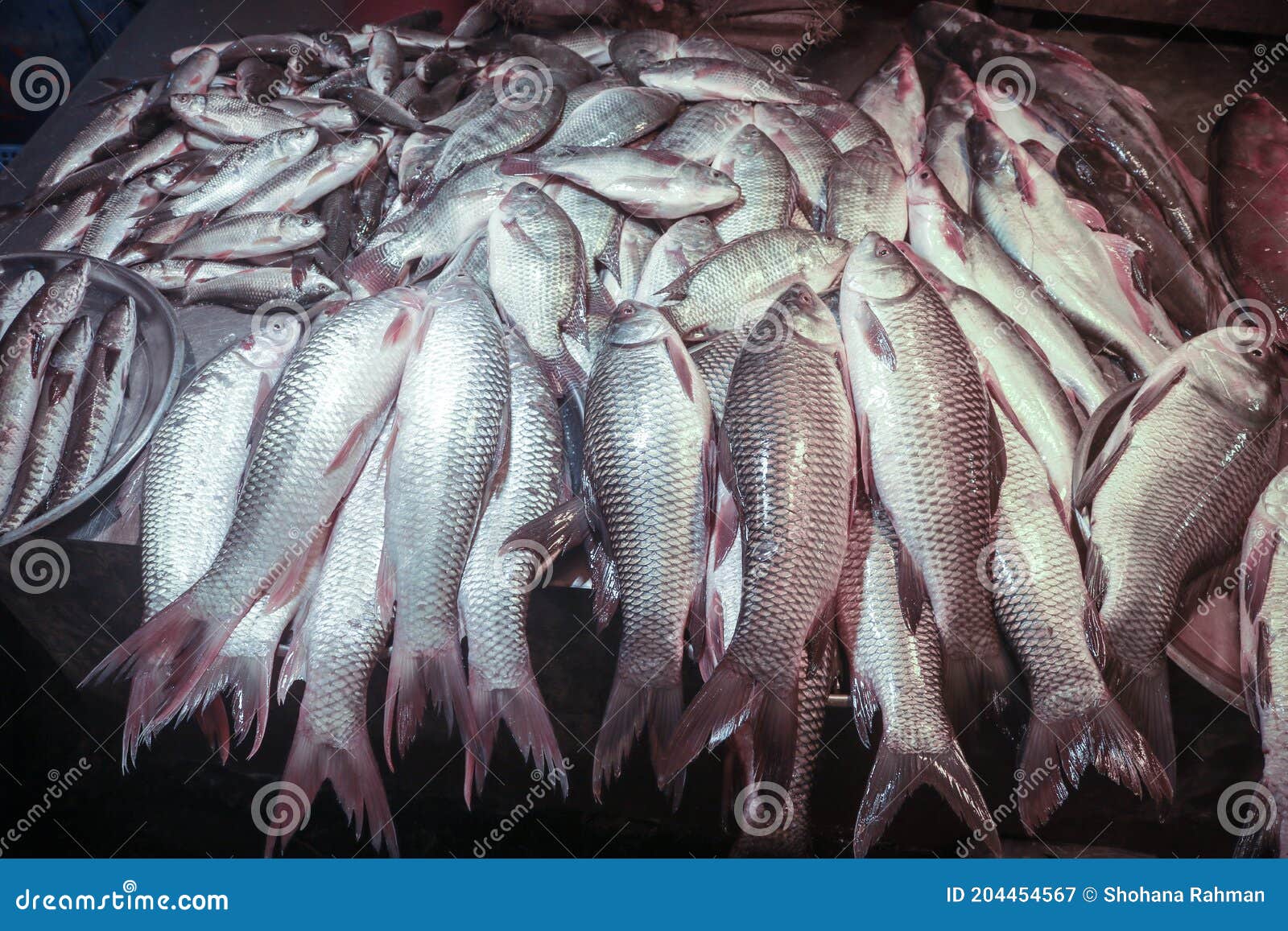 Plenty of fishes download Plenty of fishes download