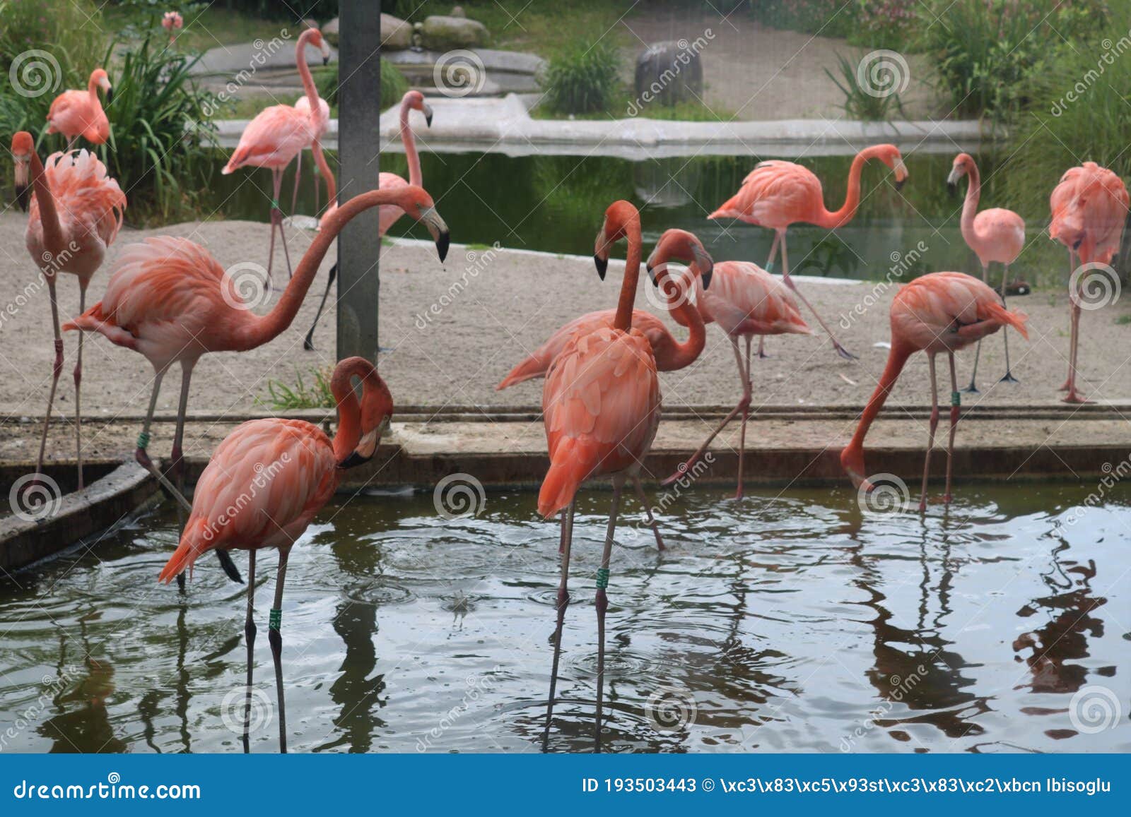 Beautiful Flamingos in the Copenhagen, Editorial - Image of nature, bird: 193503443