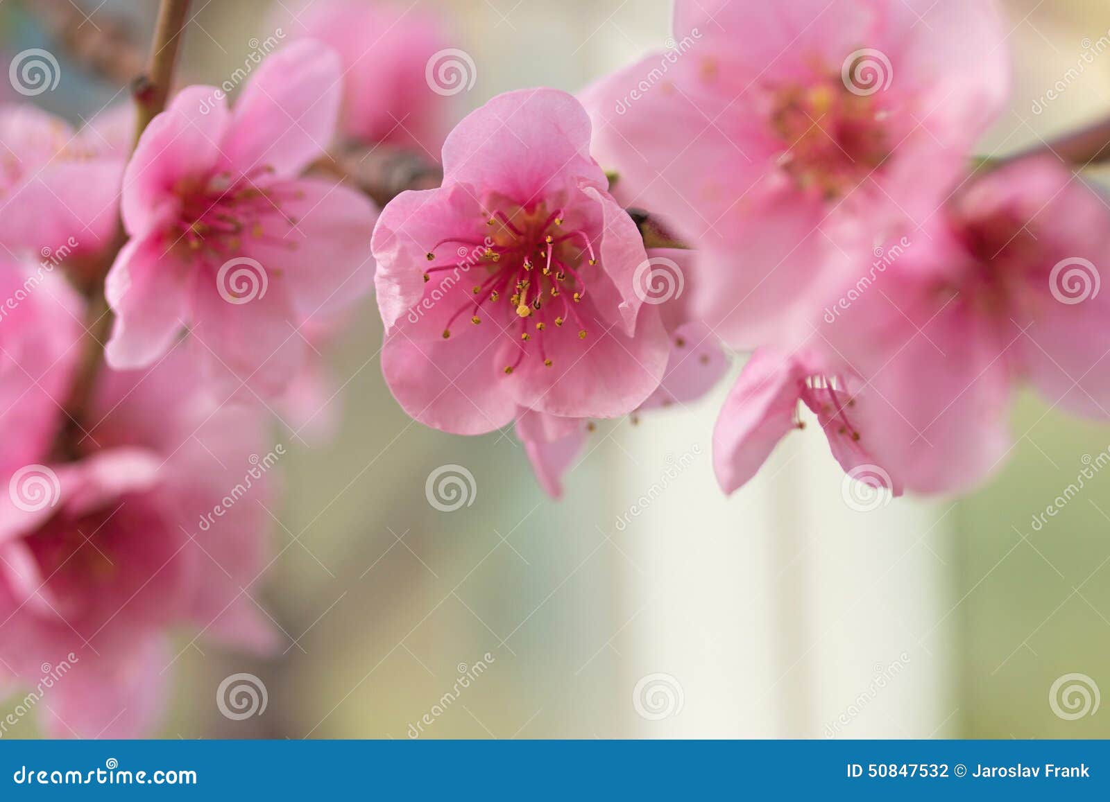Group of flower nectarines stock photo. Image of spring 50847532
