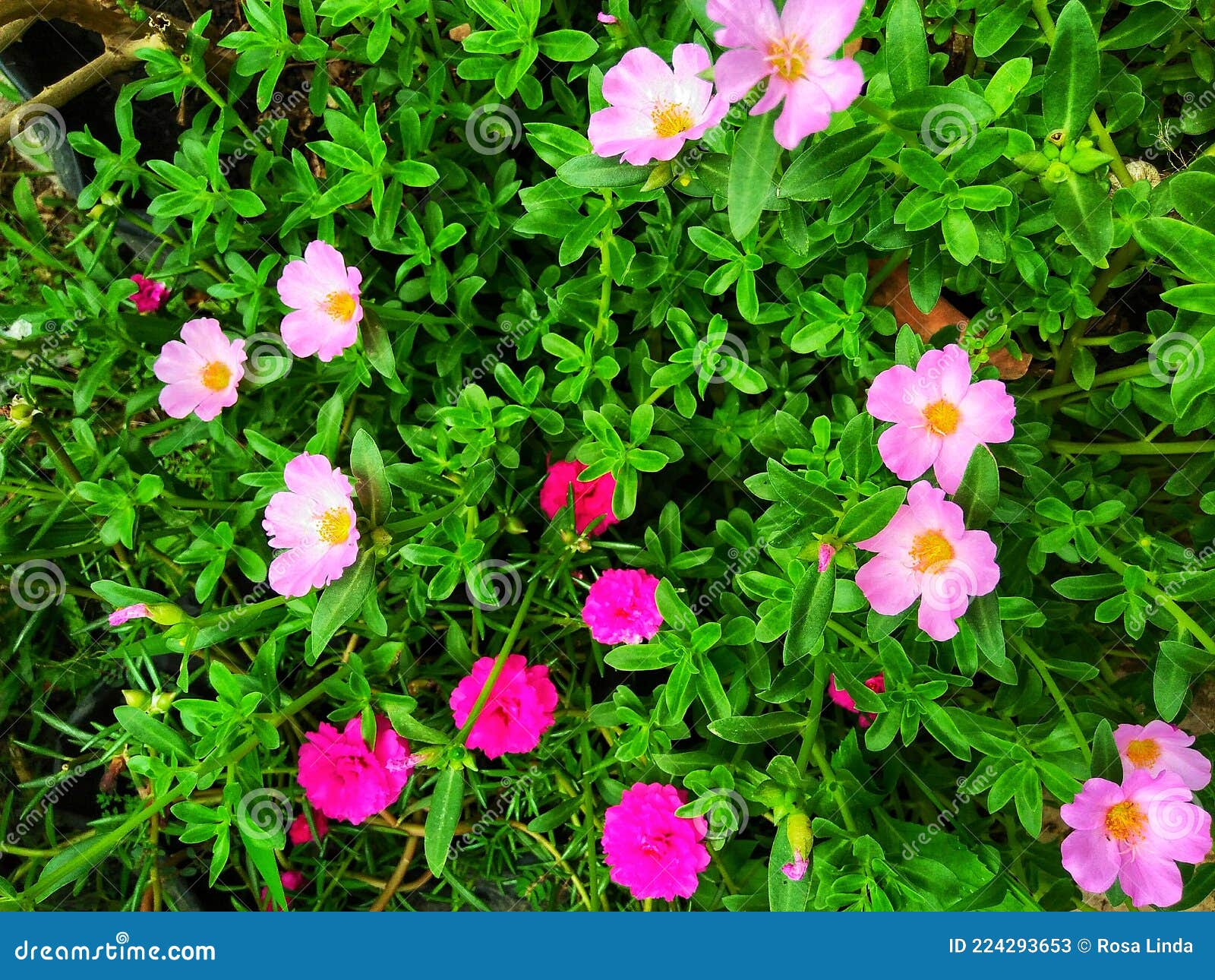 A Group of Flower Plants in Front of the House Taken at a High Angle Stock Image Image of