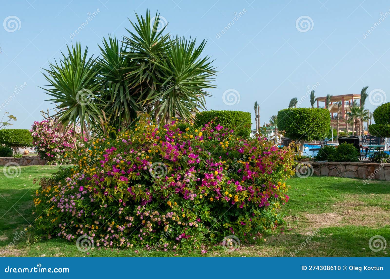 a group of flowering plants and yucca at a hotel in marsa alama, egypt