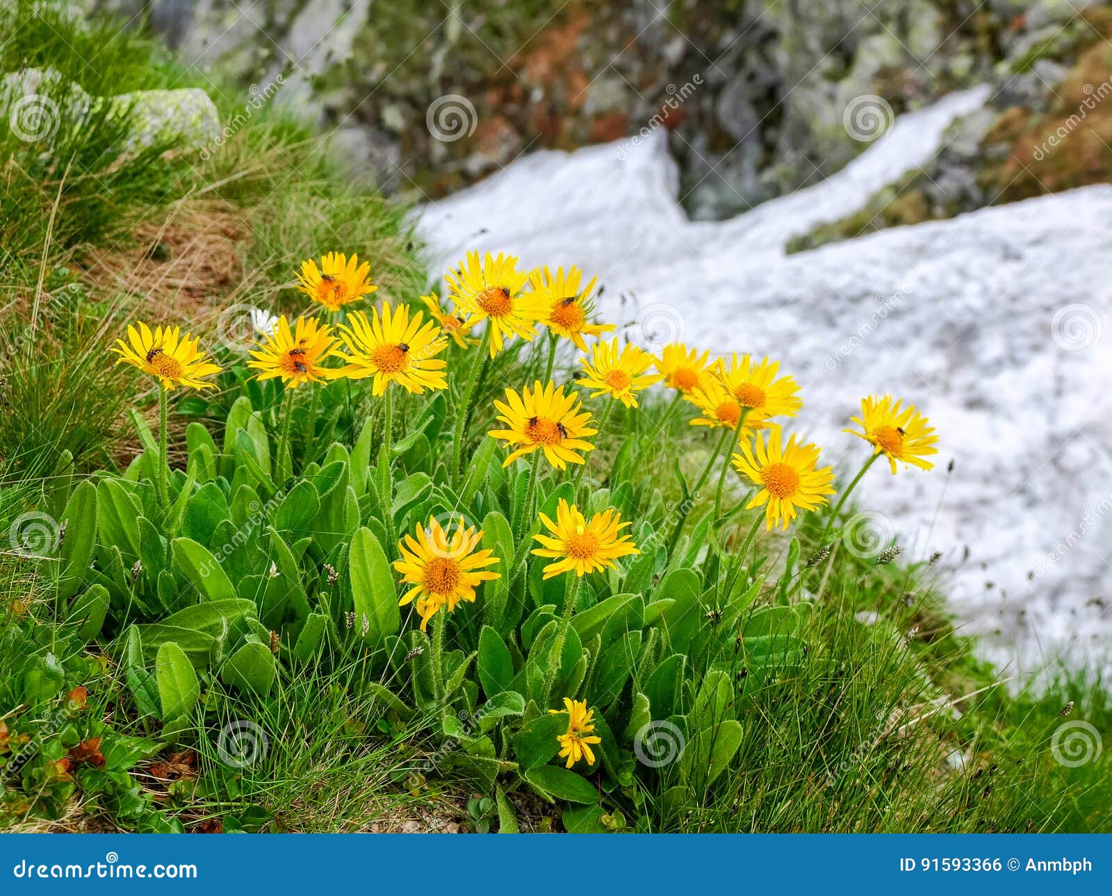 group flowers of the arnica montana in the tatra mountains
