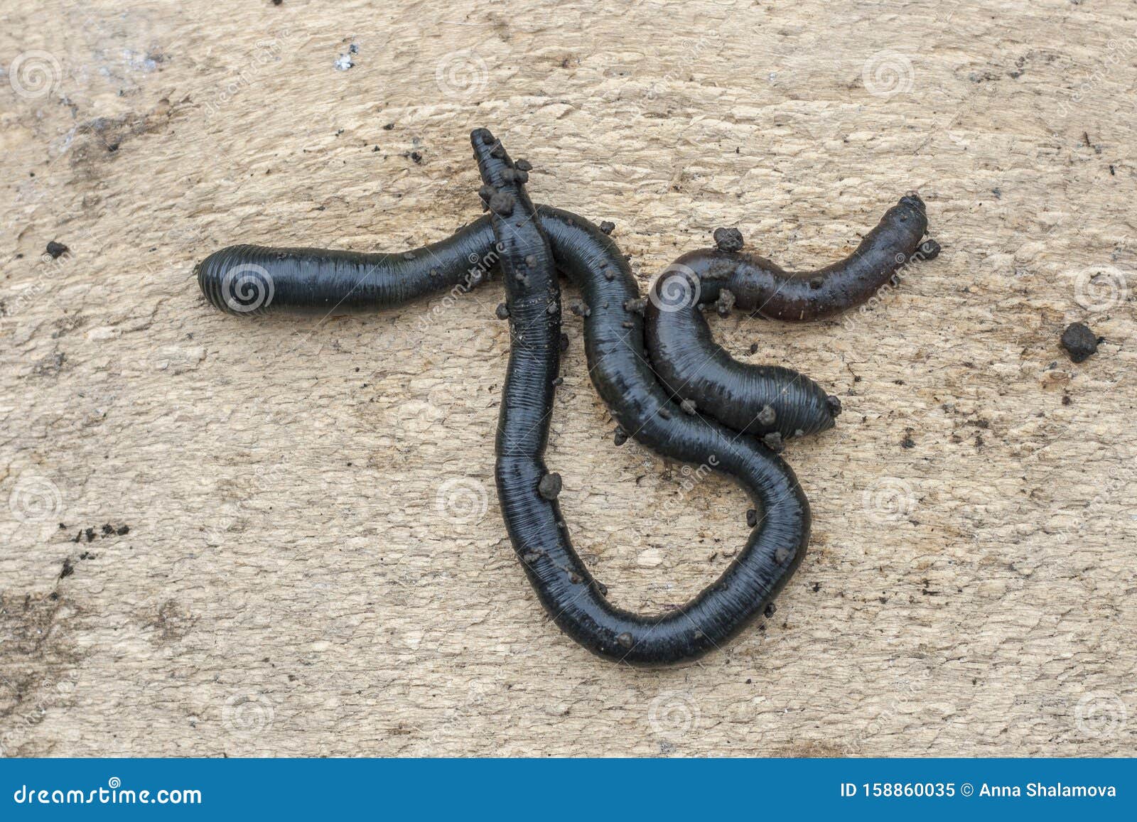 A Group of Fresh Black Worms on a Light Wooden Background. Bait for Fishing  Stock Image - Image of long, earth: 158860035