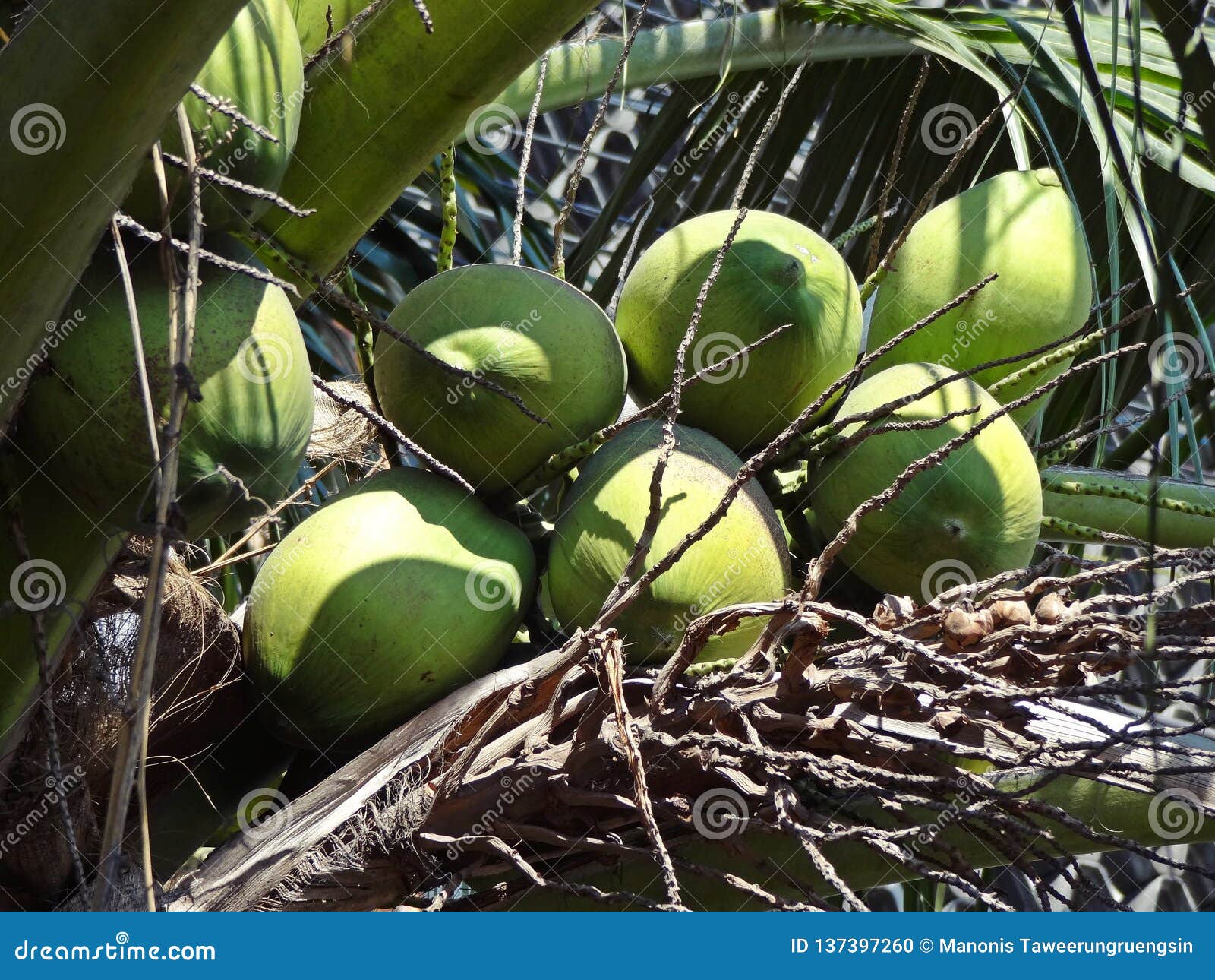 Group of Fresh Green Young Coconut on Top of Origin Coconut Tree Stock