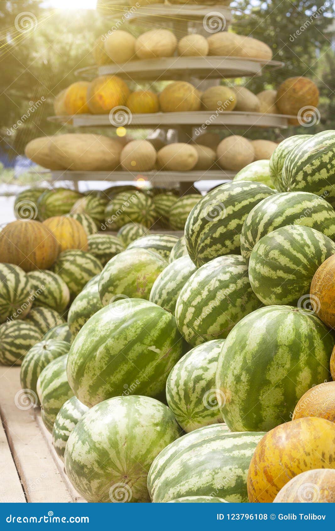Group of Fresh Ripe Green Watermelons and Yellow Sweet Melons Stock