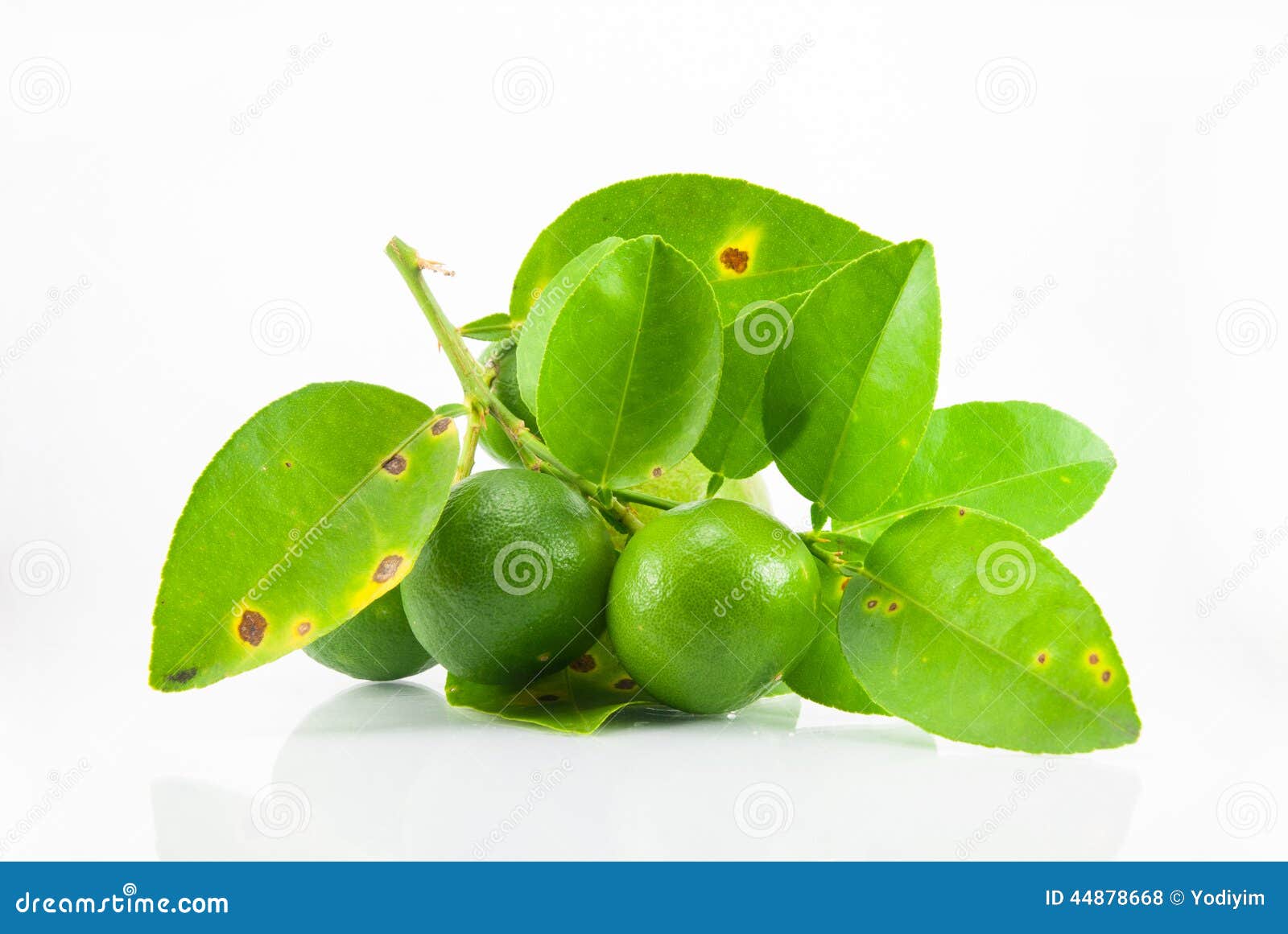Group of Fresh Ripe Lime with Leaves. Stock Photo Image of group