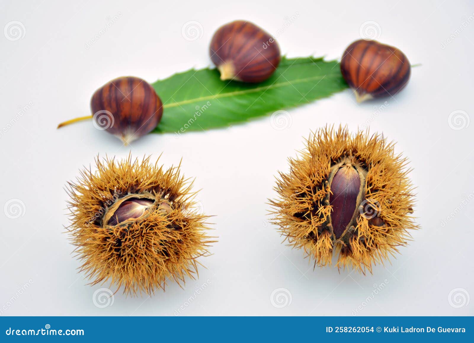 group of freshly picked chestnuts,  on white