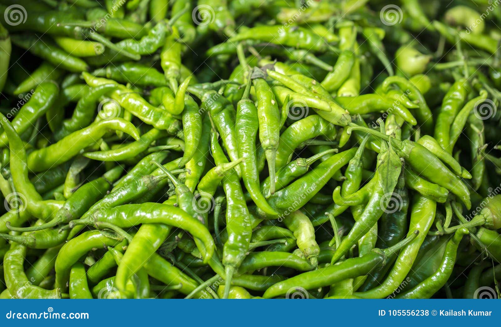 Green Chilli stock photo. Image of health, india, heap 105556238