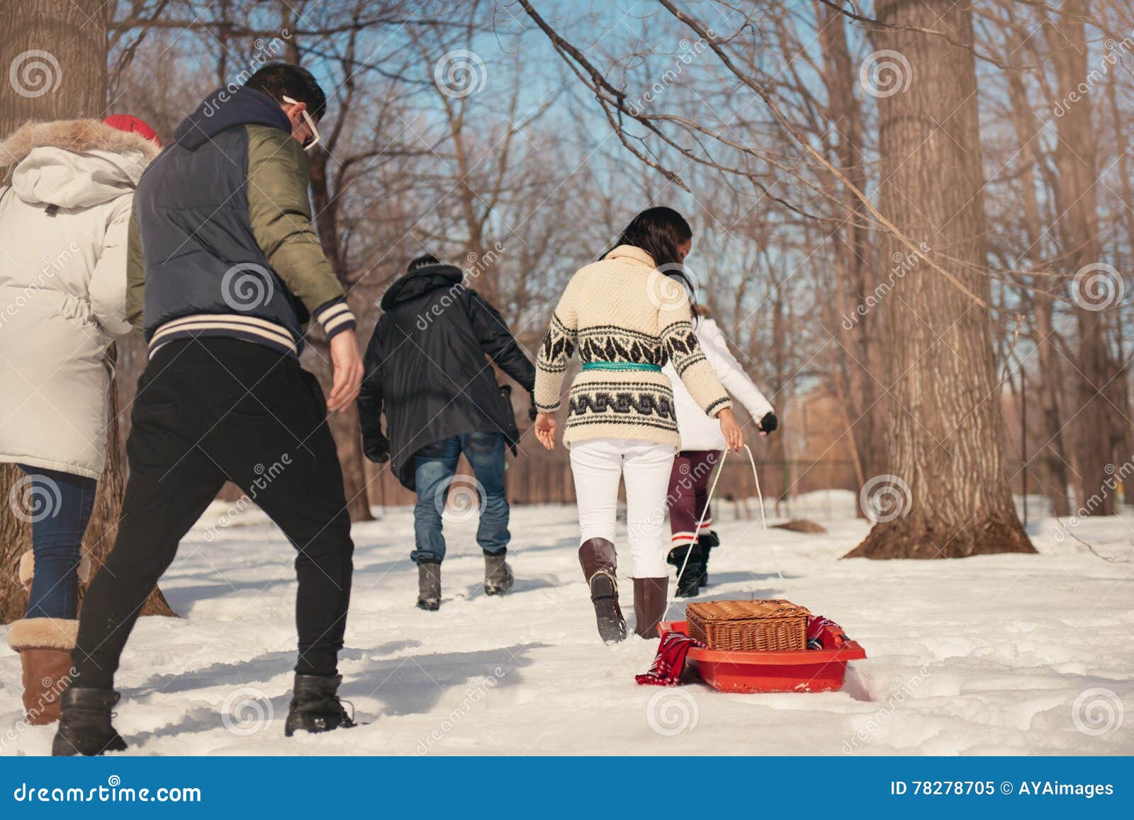 Group of Friends Enjoying Pulling a Sled in the Snow in Winter Stock ...