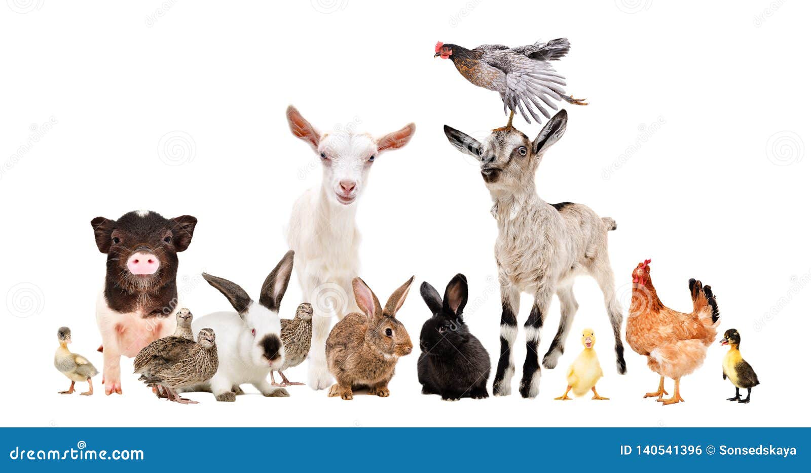 Group of Funny Farm Animals Stock Photo - Image of length, cheerful:  140541396
