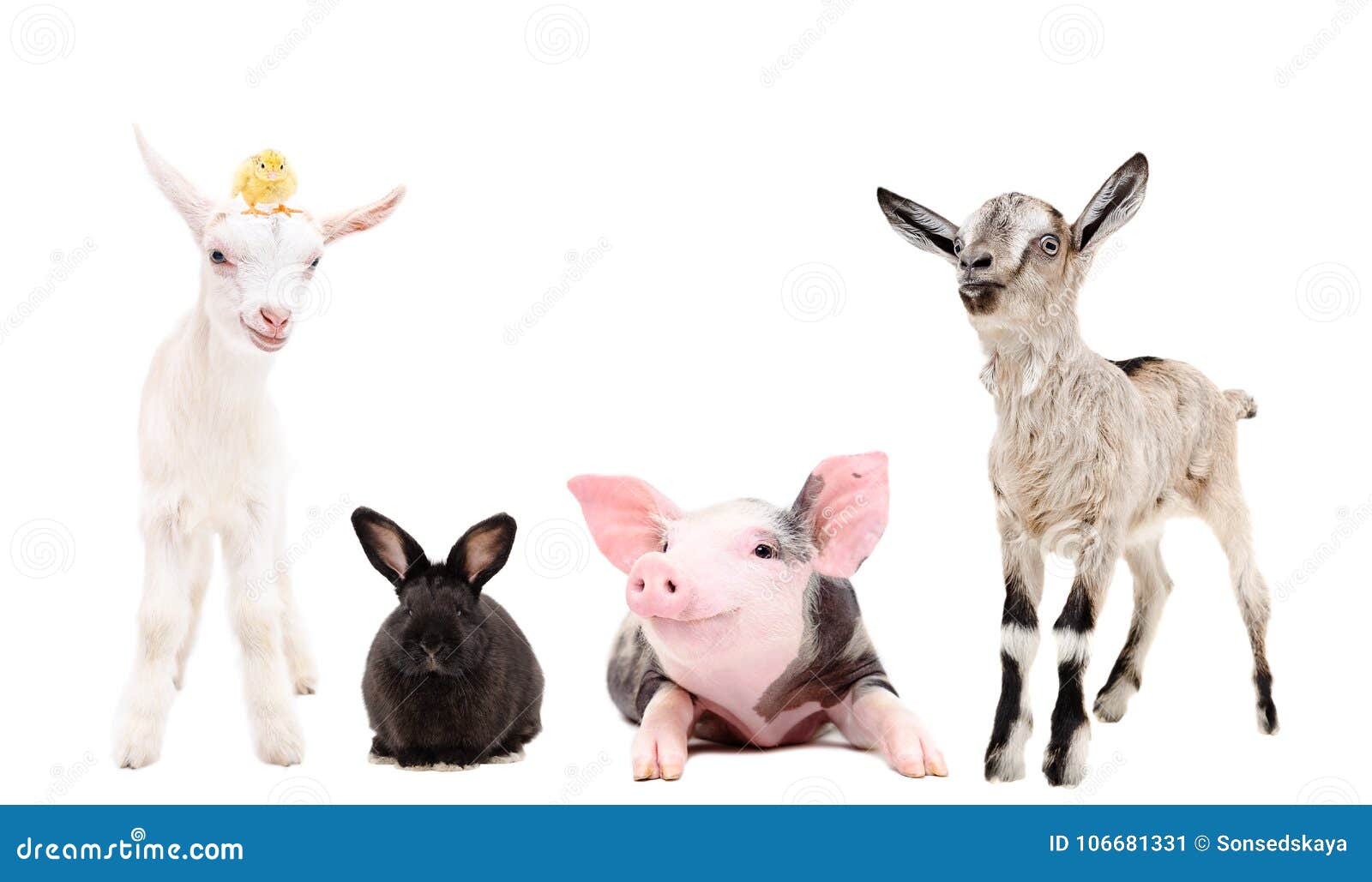 22,883 Funny Farm Animals Stock Photos - Free & Royalty-Free Stock Photos  from Dreamstime