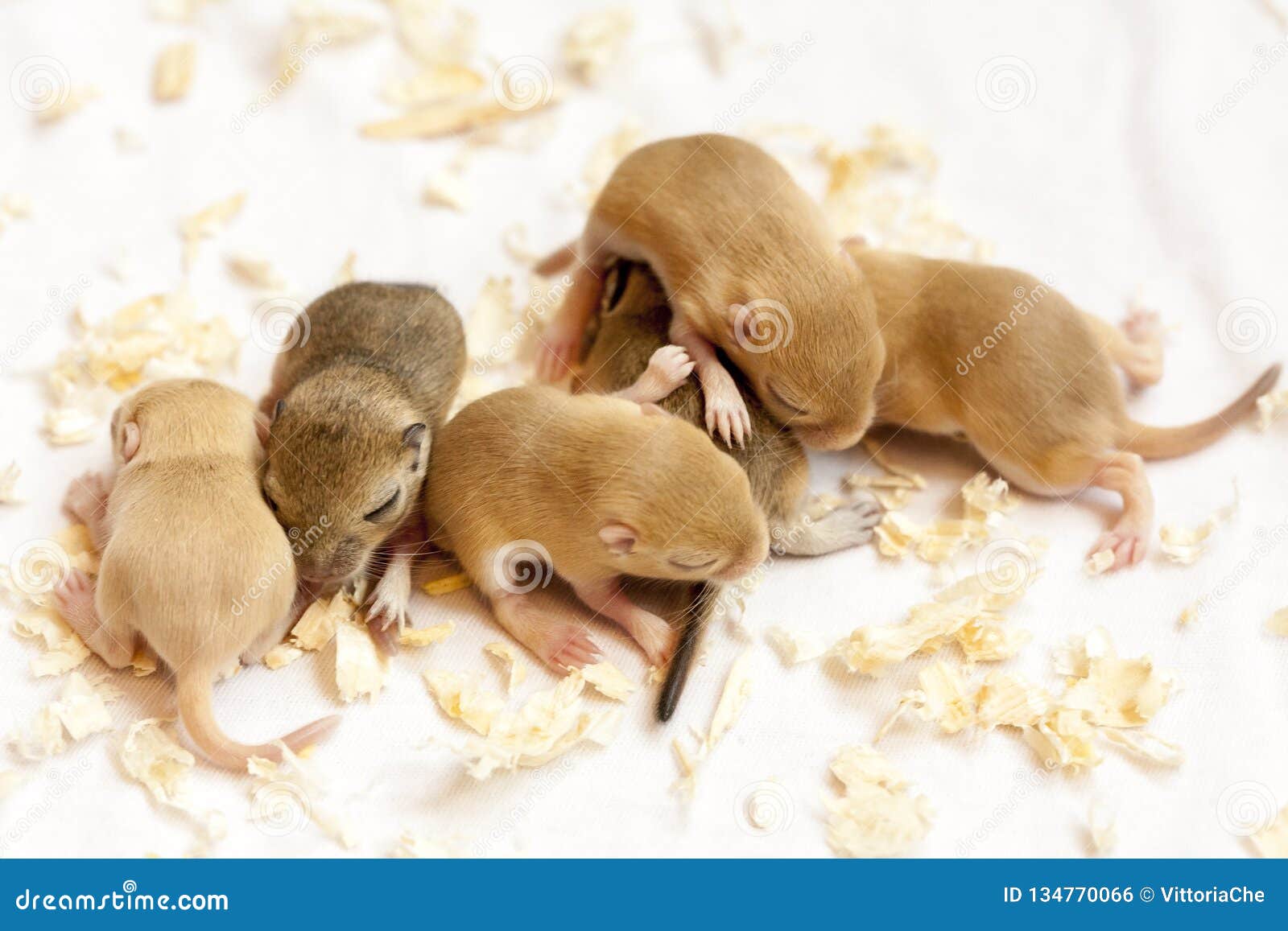Group of Funny Little Cute Sleeping Mice Babies. Macro Image Stock