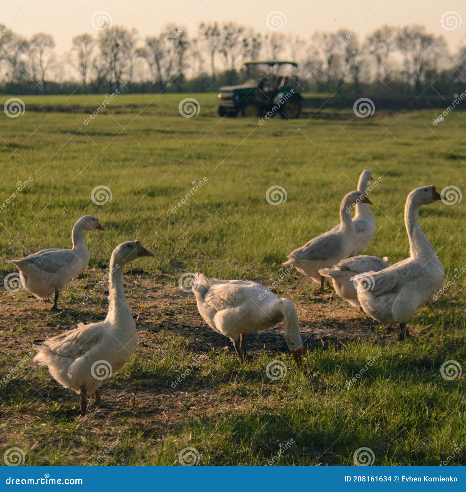 Group of Geese on the Farm Background Stock Photo Image of group