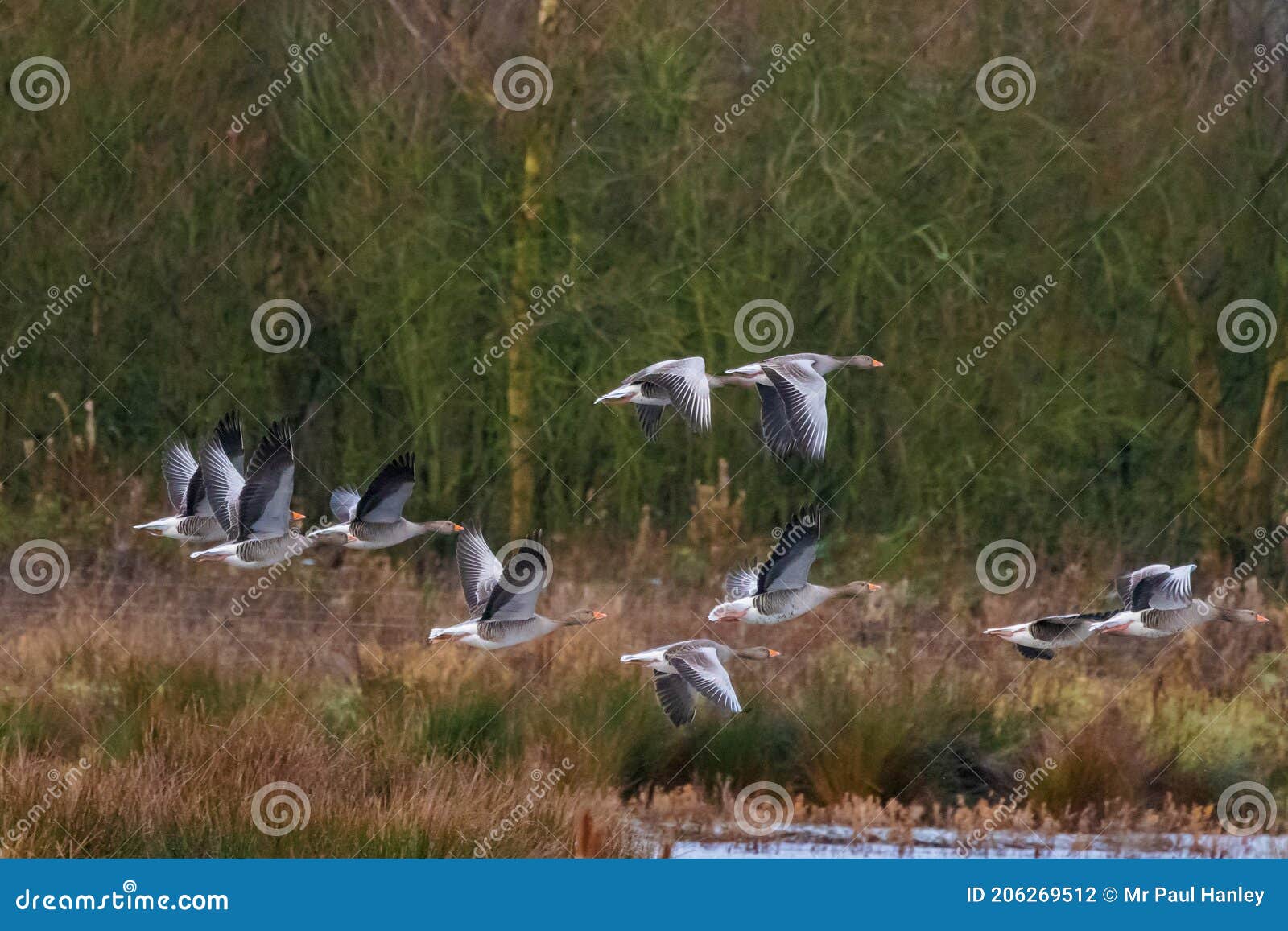 A Group of Geese Fly in Sequence on a Cold Winter Day Stock Photo