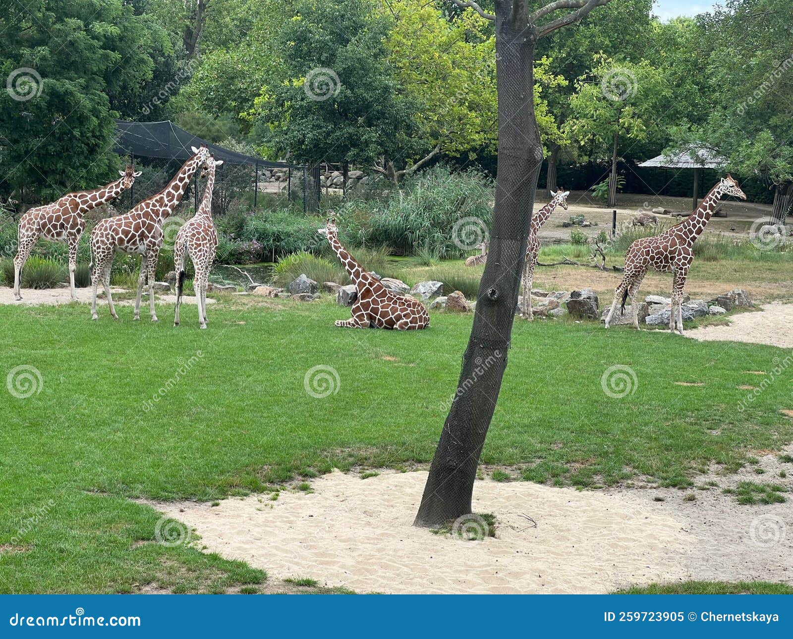 Group of Beautiful Giant Giraffes in Zoo Enclosure Stock Image Image
