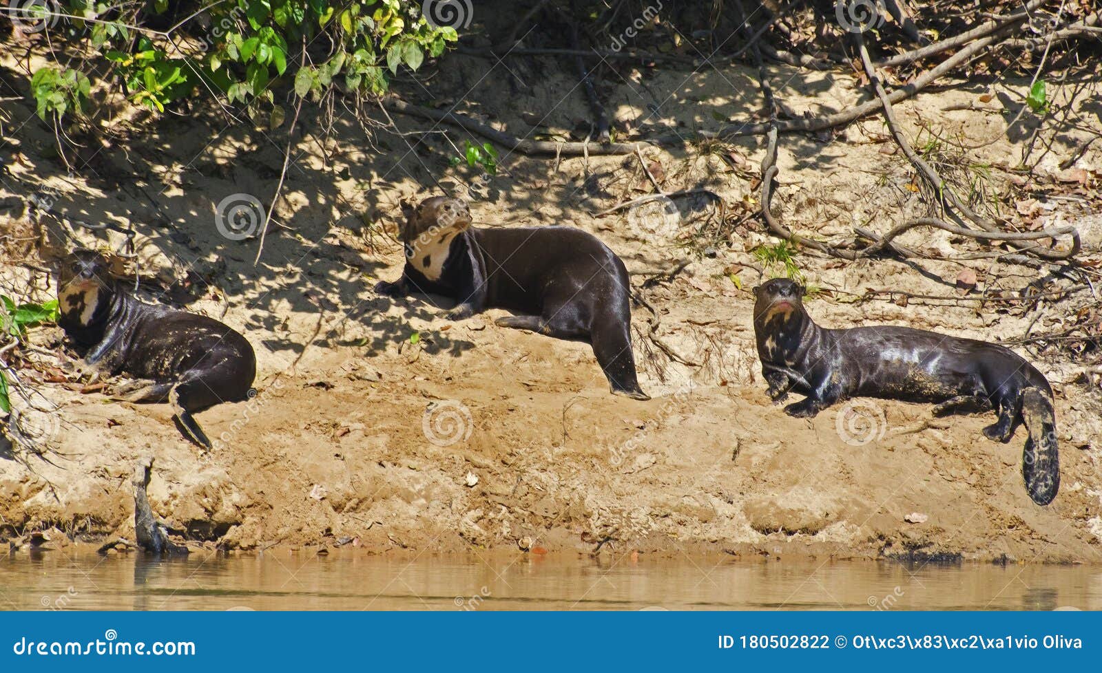 a group of giant river otters pteronura brasiliensis, taking a sun bath, in pantanal, brazil