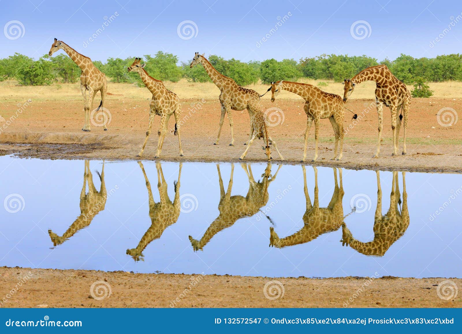 group of giraffe near the water hole, mirror reflection in the still water, etosha np, namibia, africa. a lot of giraffe in the
