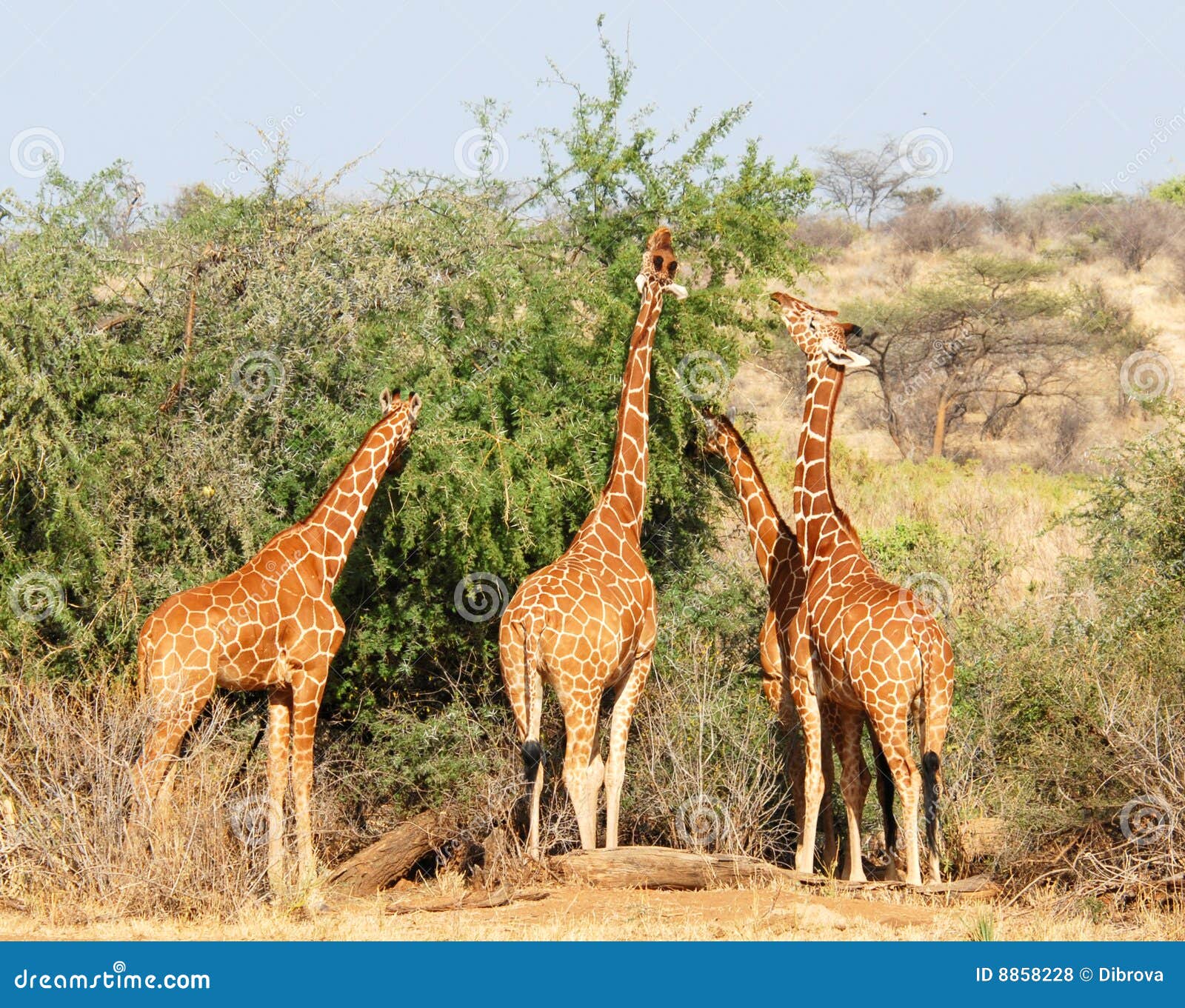 Group of Giraffes Eating Trees Stock Photo Image of reserve, african