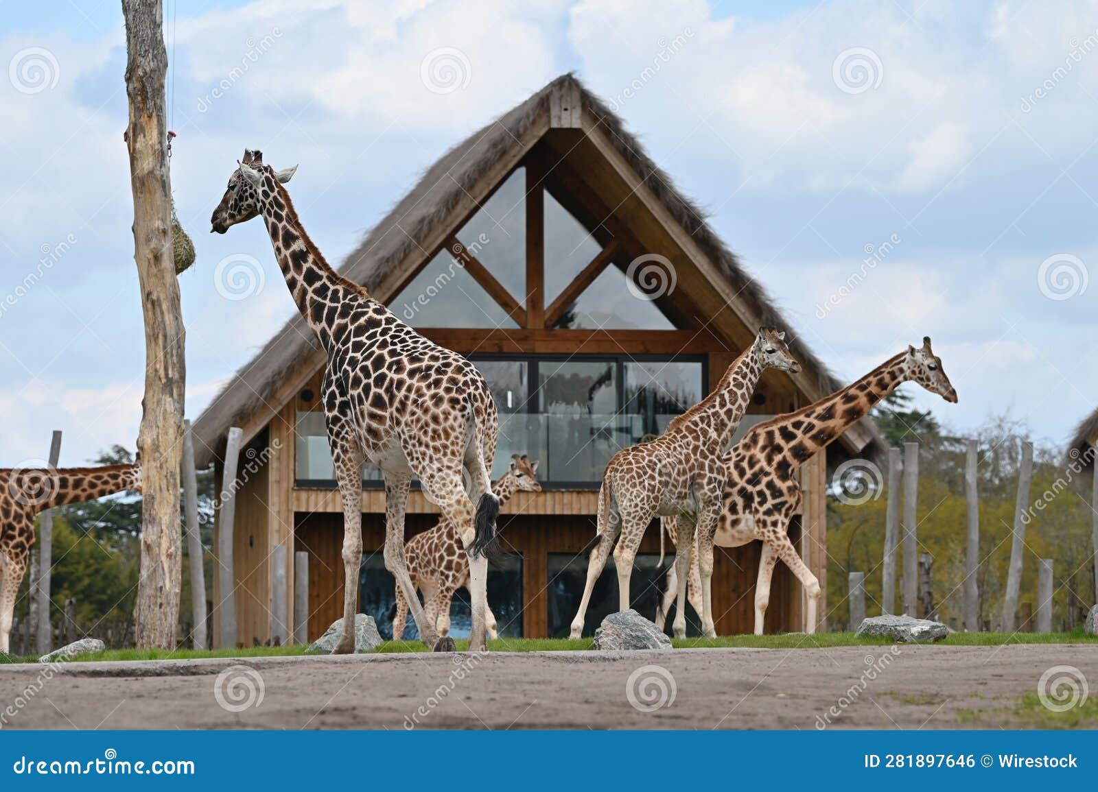 Group of Giraffes in Front of an Urban Structure Stock Photo Image of