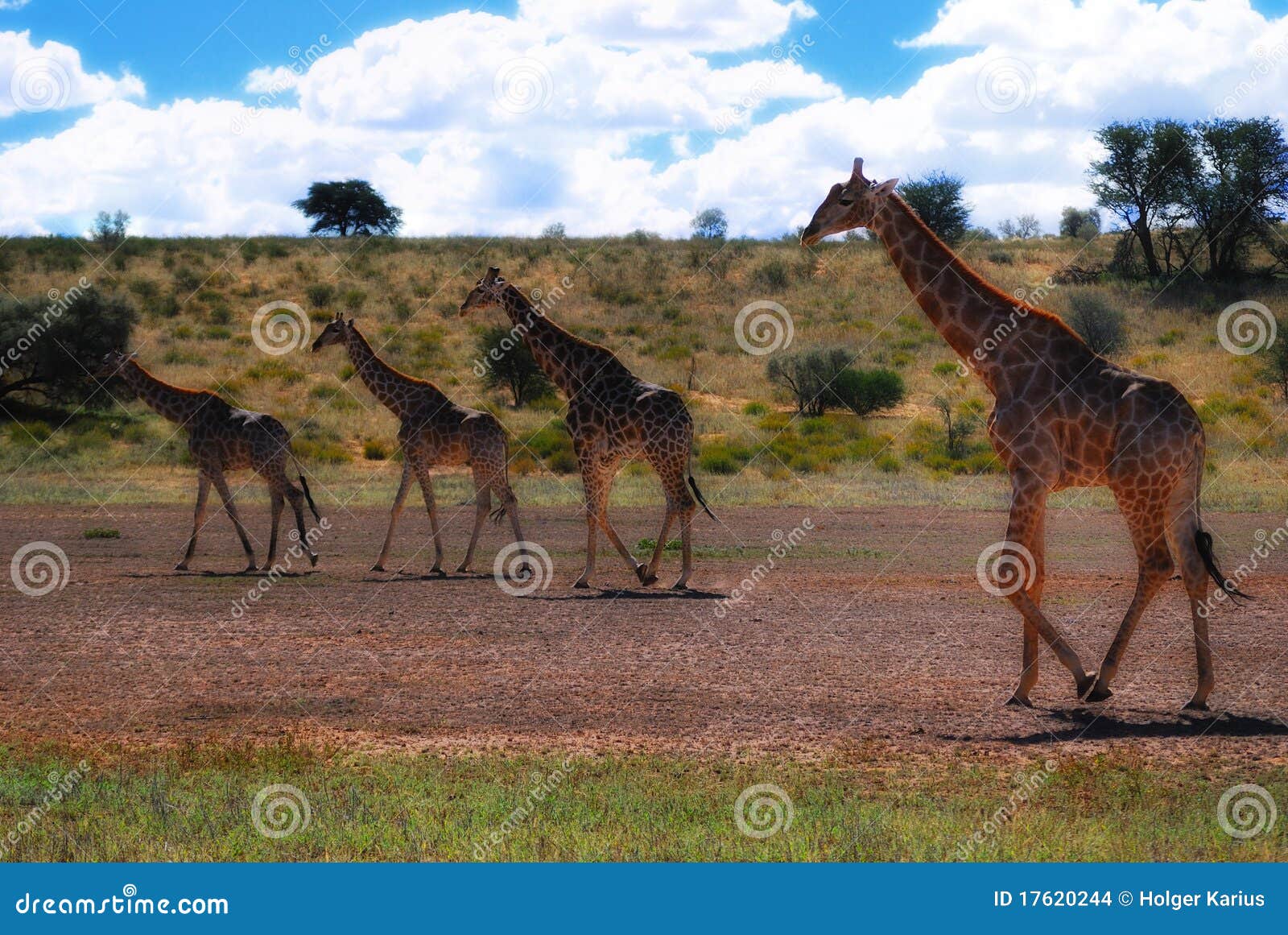 group of giraffes (giraffa camelopardalis)