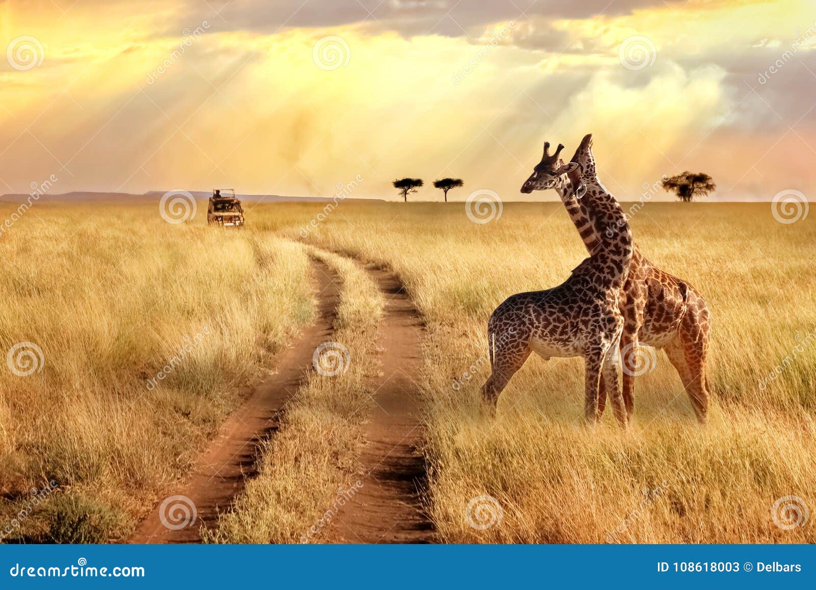 Group of Giraffes in the Serengeti National Park on a Sunset 