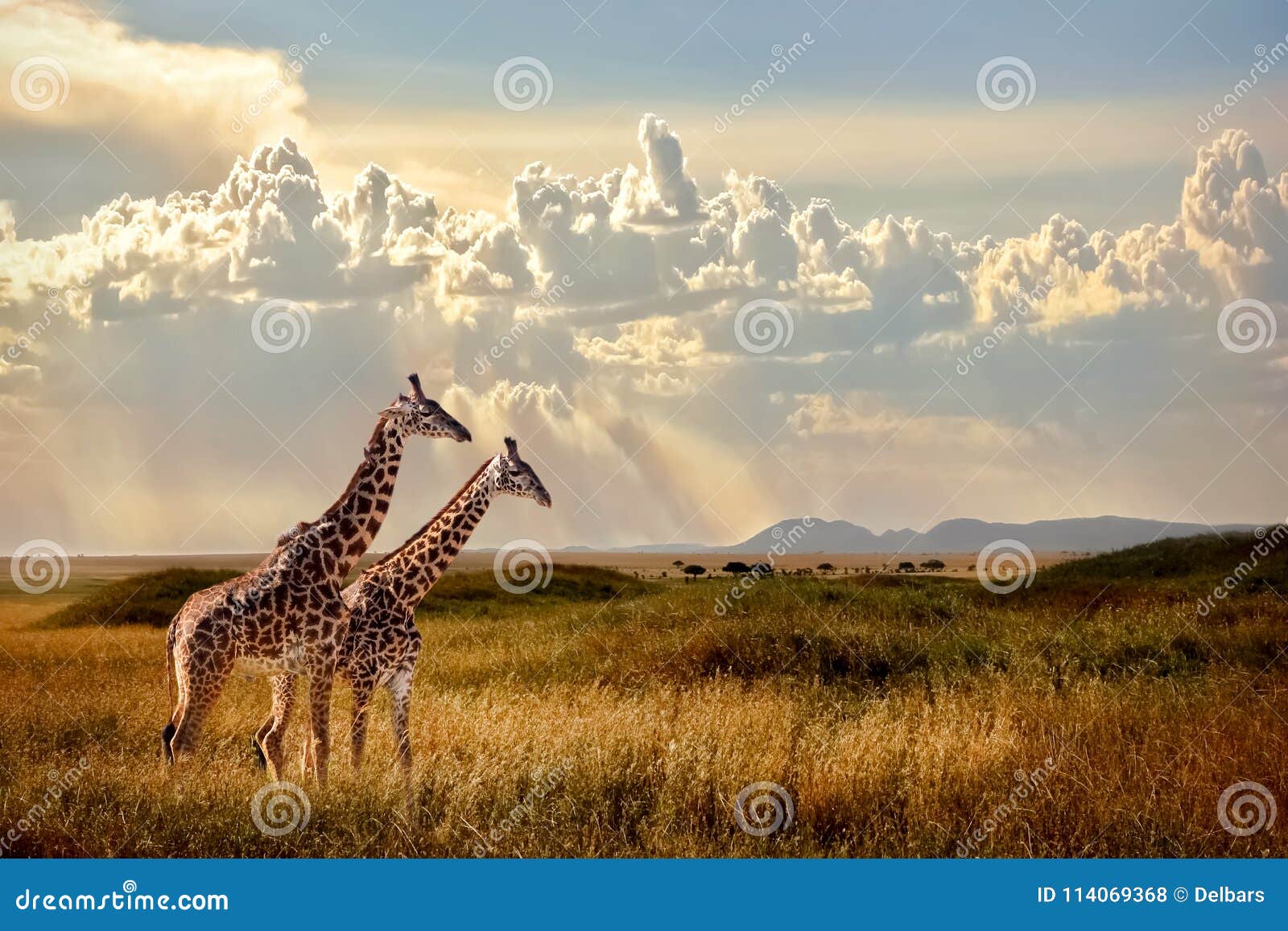 group of giraffes in the serengeti national park. sunset background. sky with rays of light in the african savannah.